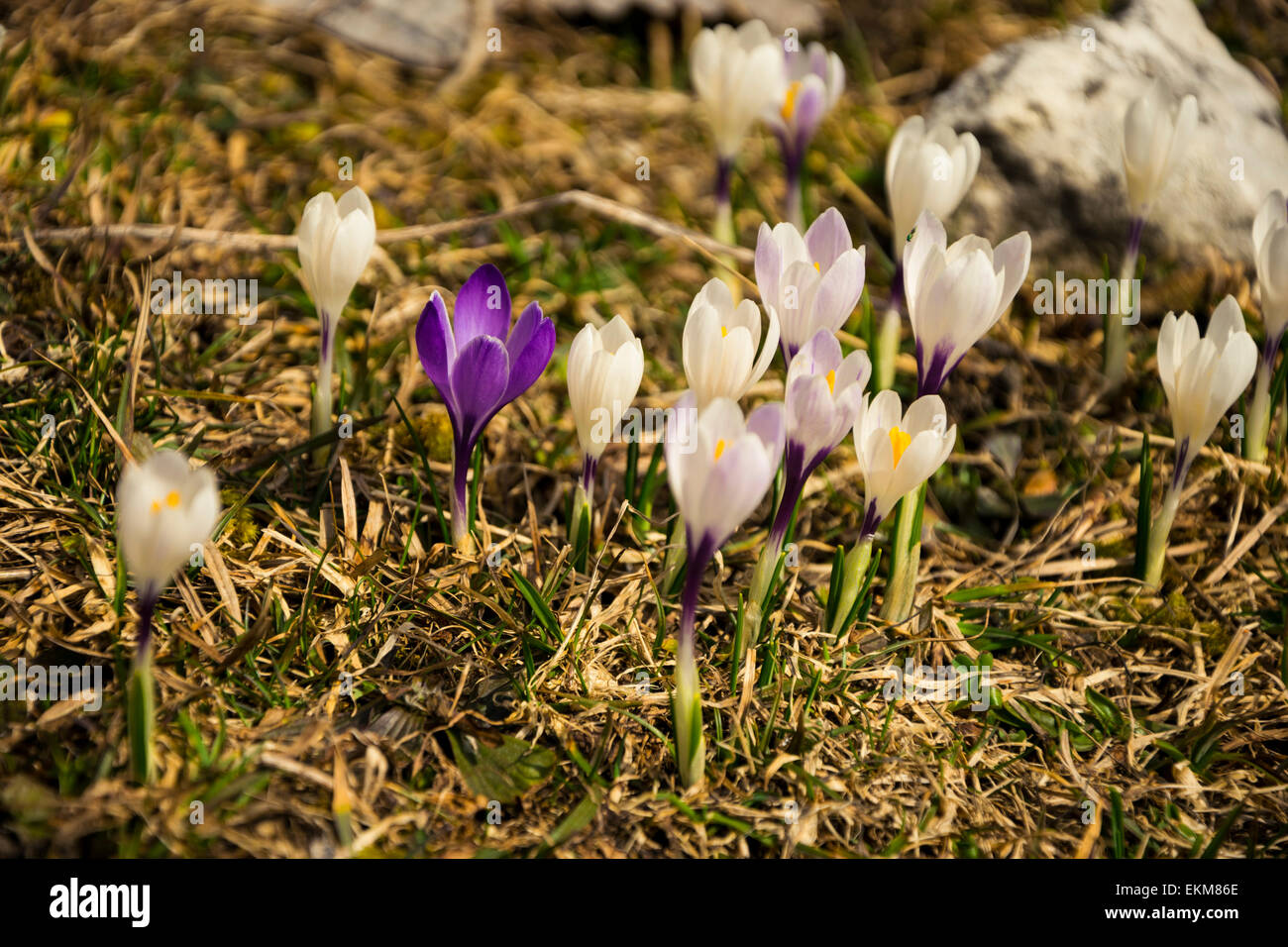 Un viola germogliando snowdrop è circondato da bianchi bucaneve. Foto Stock