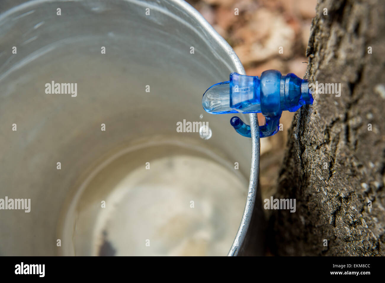 Maple Sap gocciolamento in una benna Foto Stock