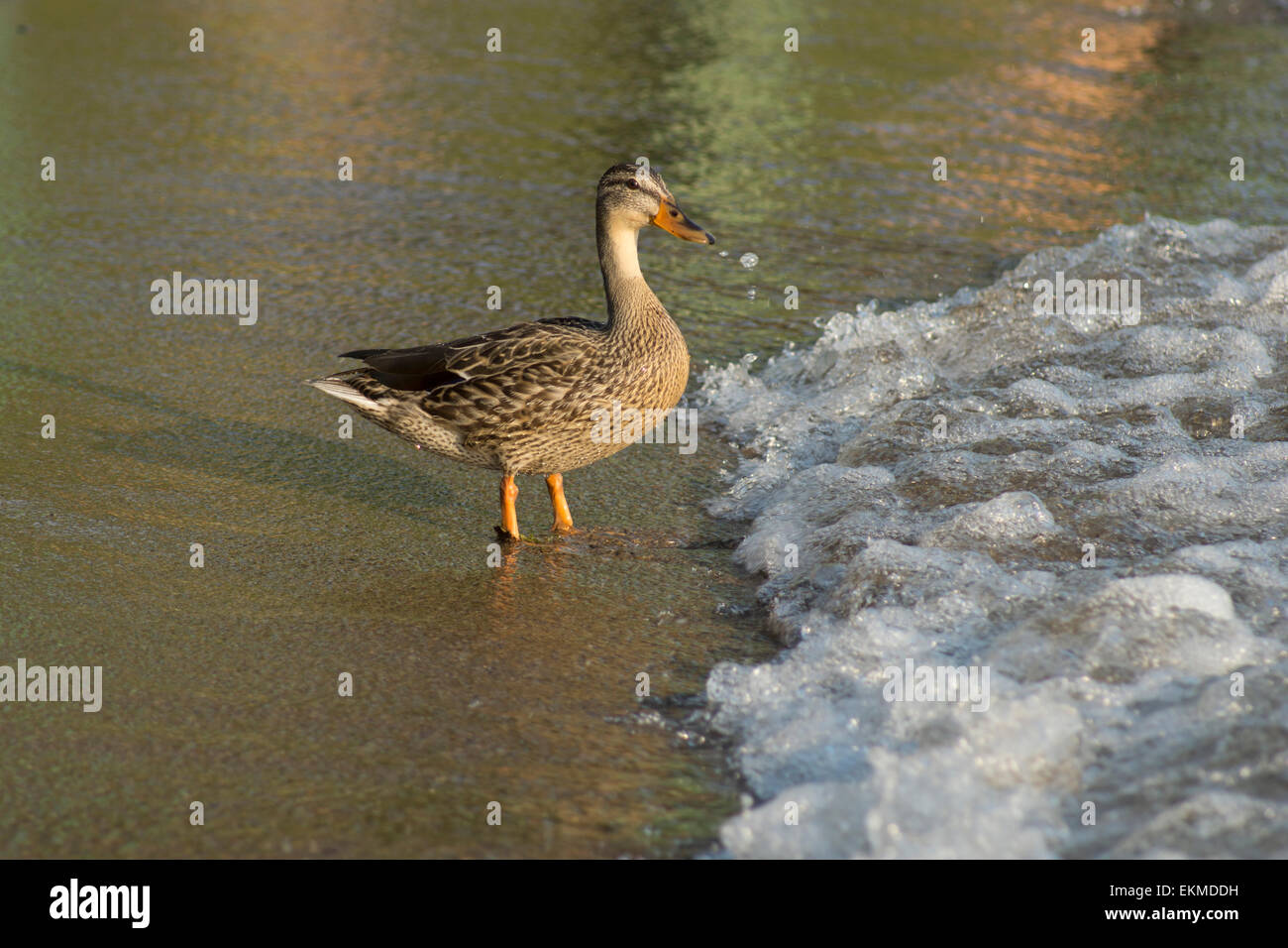 Germano reale femmina sulla spiaggia Foto Stock