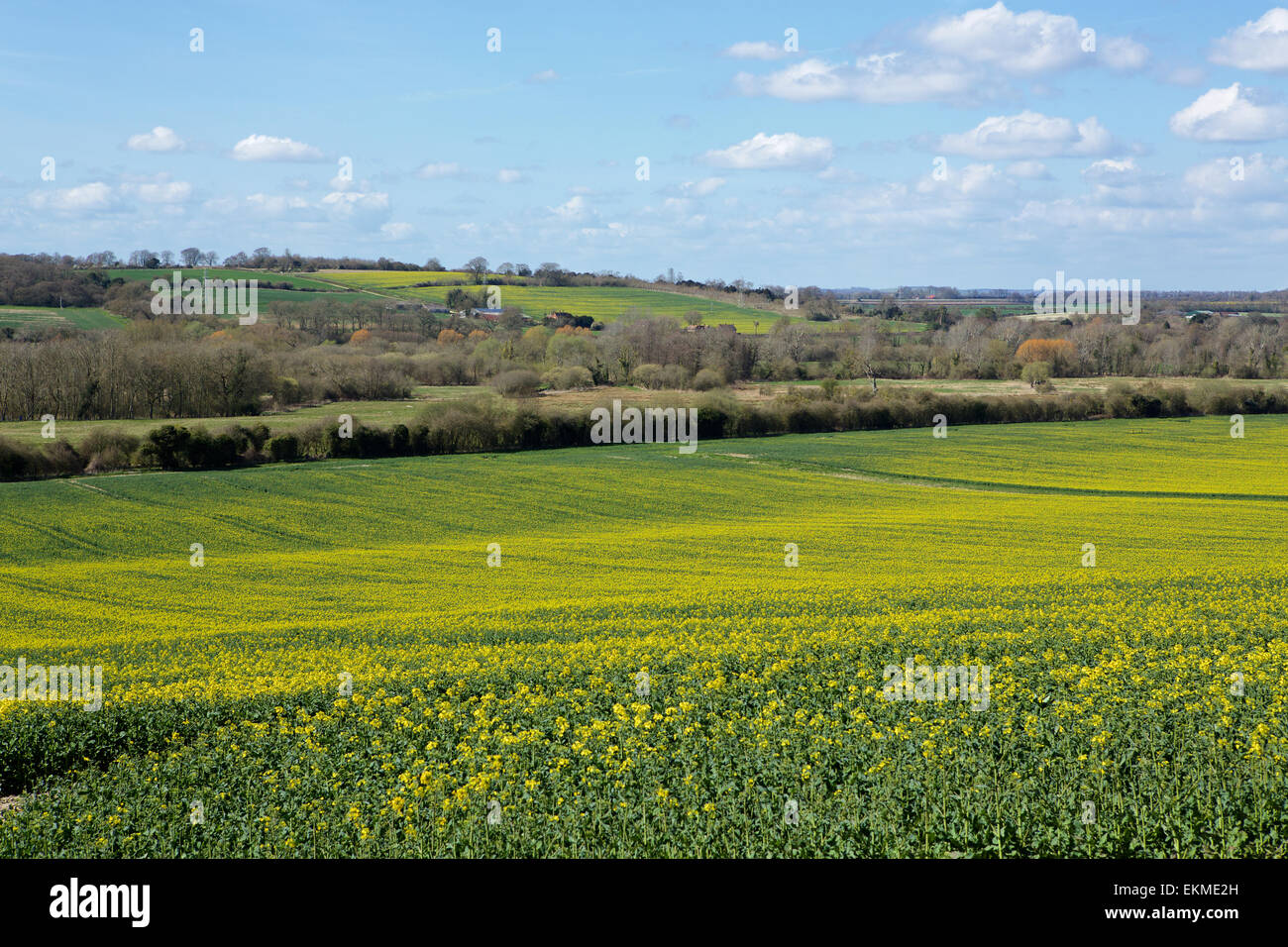 Test Valley vicino a Romsey nel Hampshire. Fioritura della colza sul fondovalle con il verde di prati e boschi al di là. Foto Stock