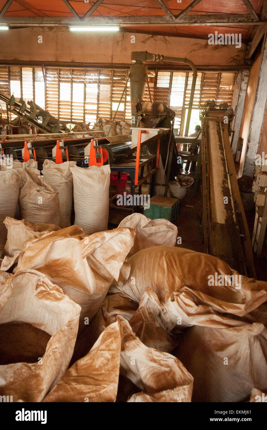 Sabah Tea prodotti pronti per la spedizione, Borneo, Malaysia Foto Stock