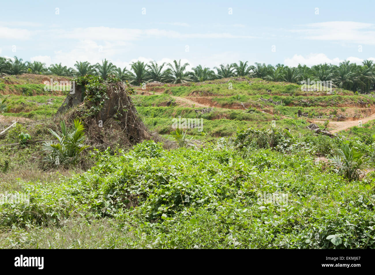Deforestazione della foresta pluviale causata dal nuovo olio di palma di piantagioni in Borneo, Malaysia Foto Stock