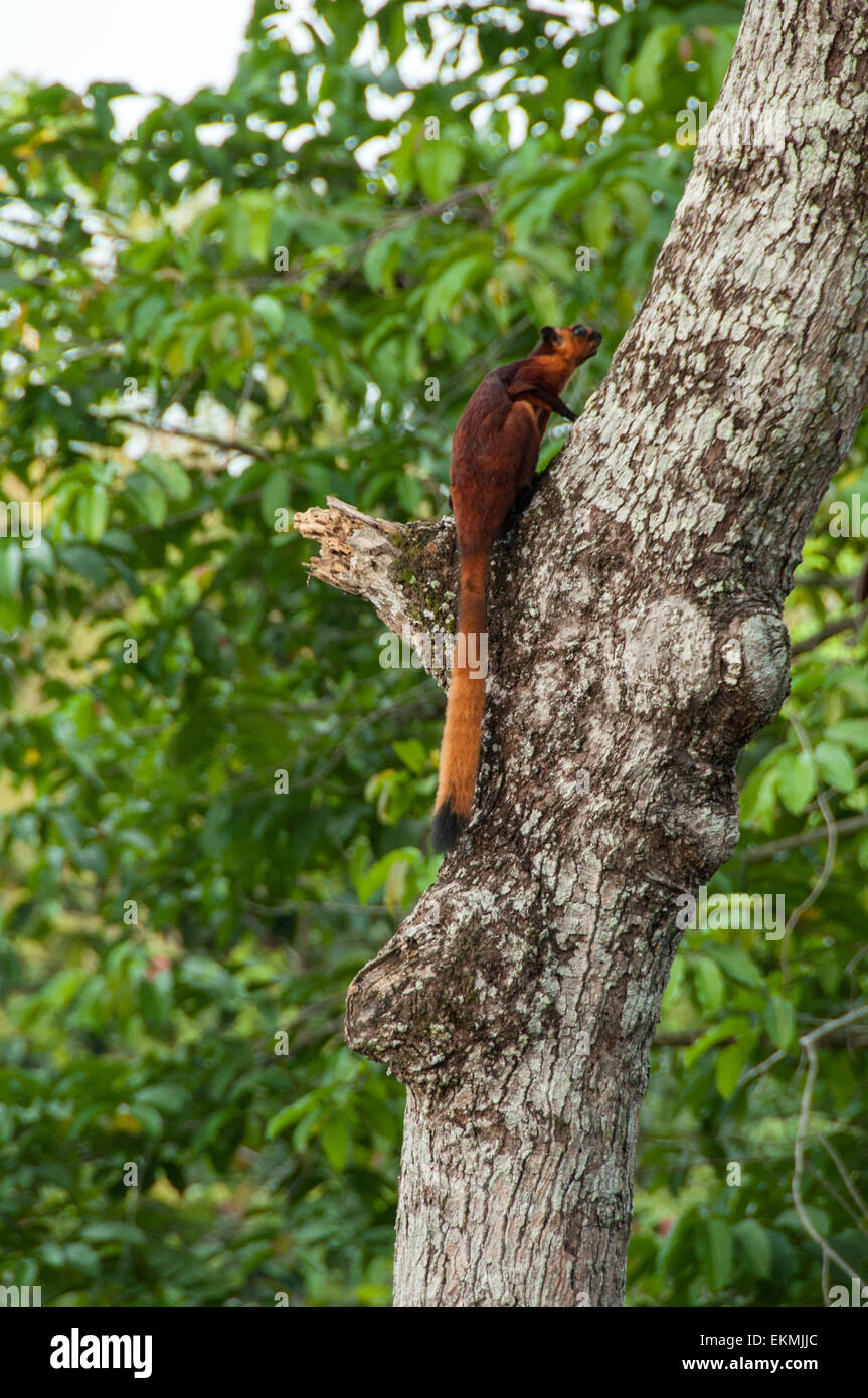 Red scoiattolo battenti su un albero nella giungla, Sabah Borneo, Malaysia Foto Stock