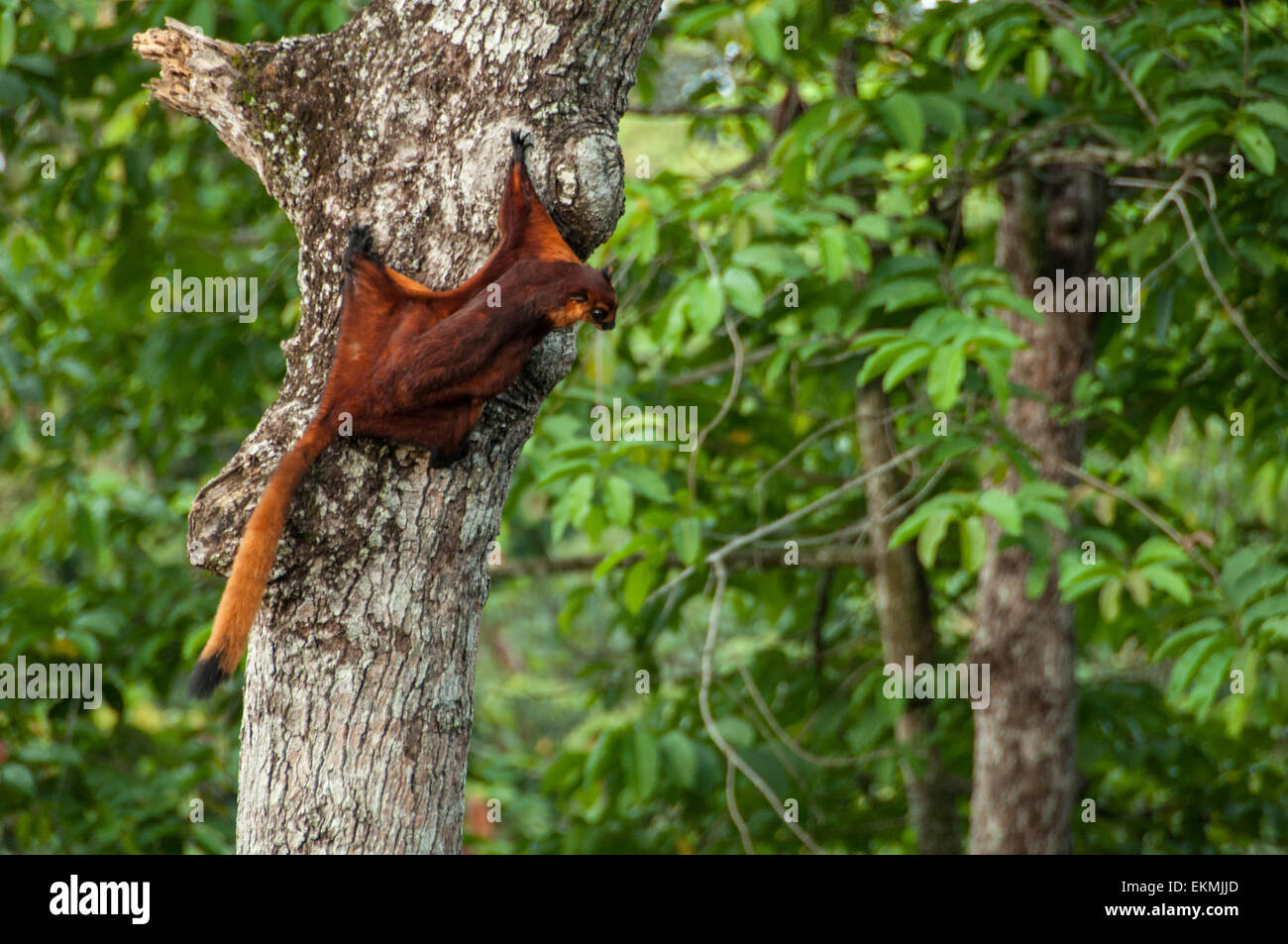 Red scoiattolo battenti pronto a volare via da una struttura ad albero nella giungla, Sabah Borneo, Malaysia Foto Stock
