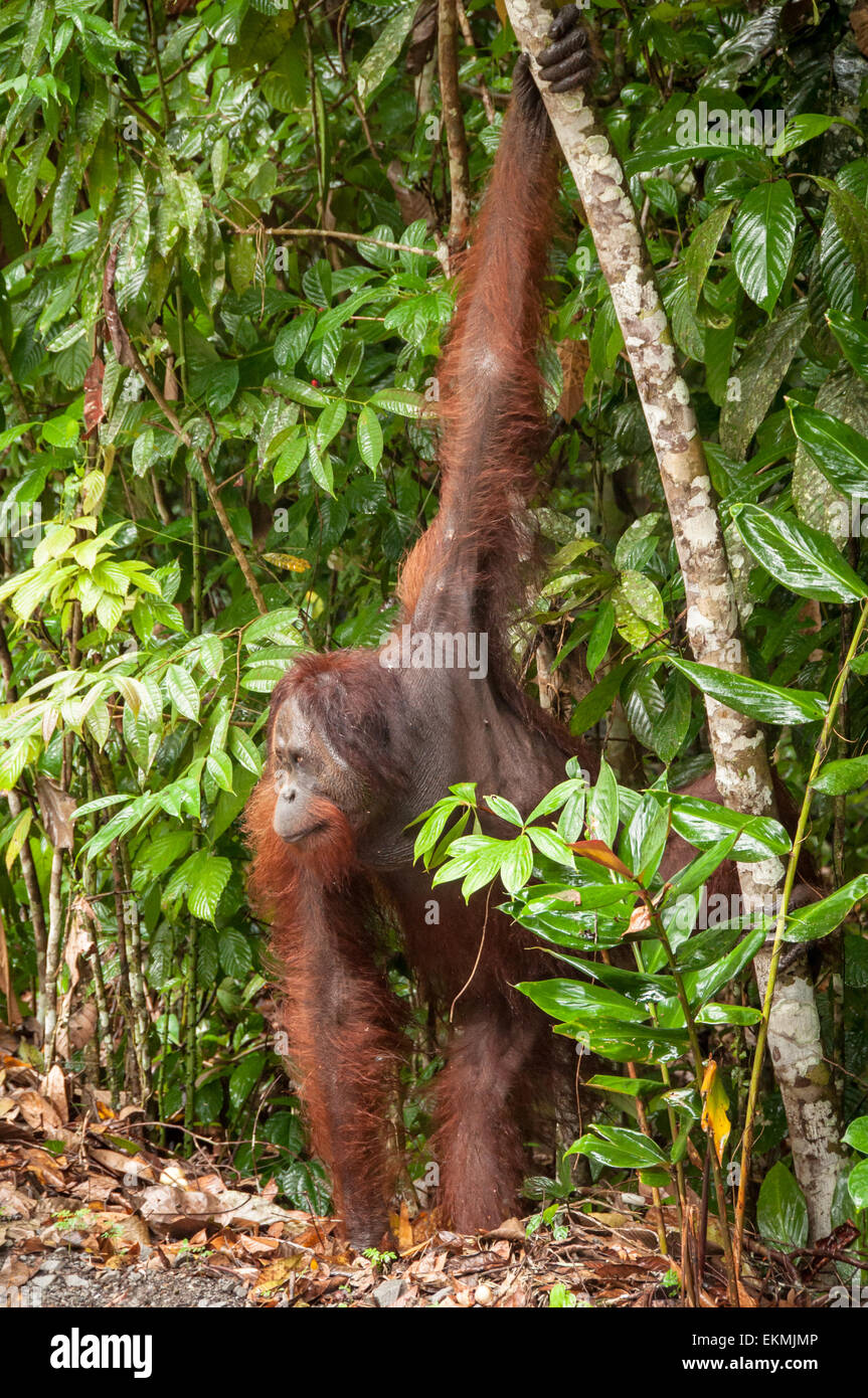 Wild orango nella foresta del Borneo Foto Stock