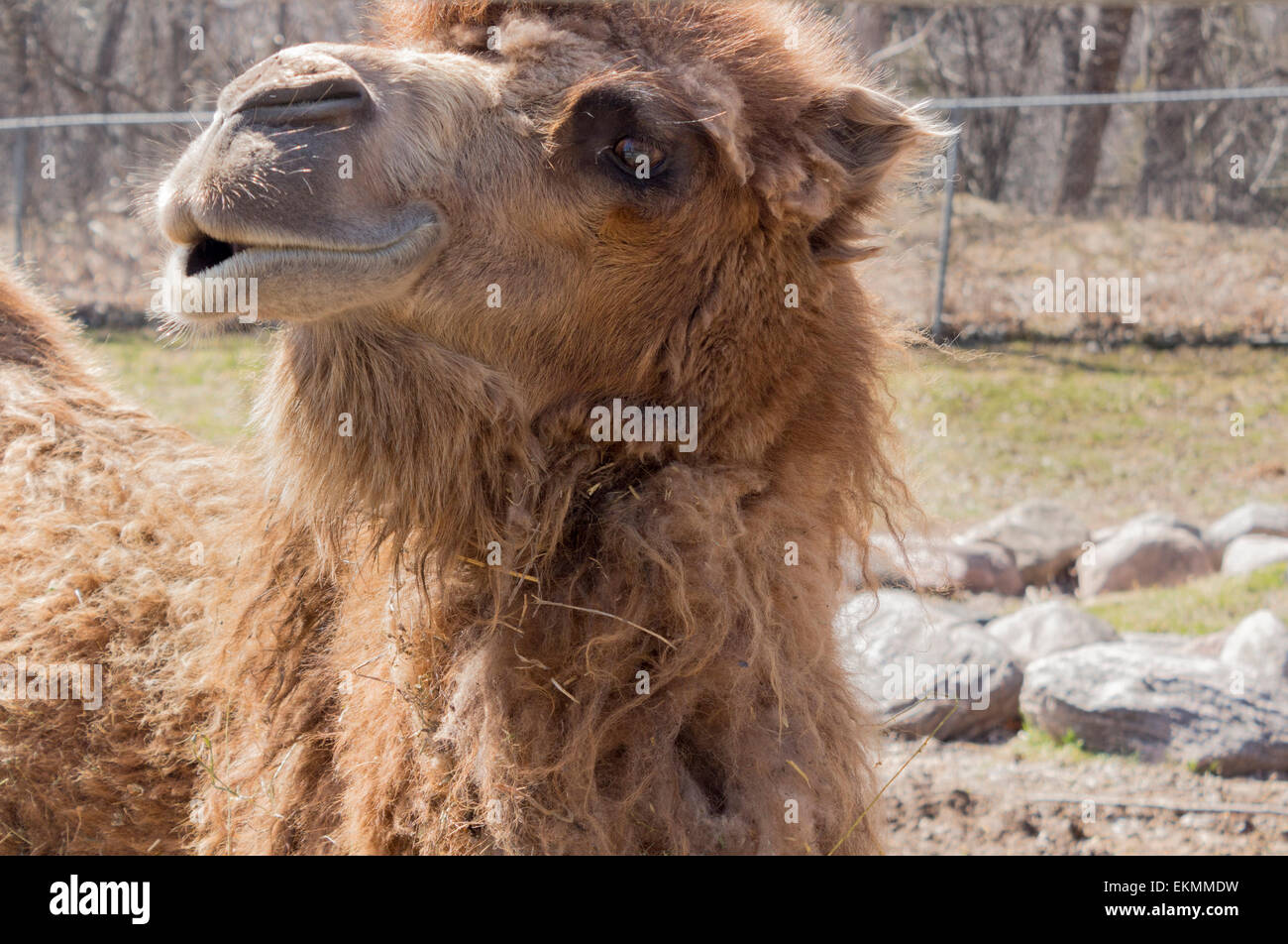 In pericolo critico Bactrian Camel si appoggia al sole al Riverview Park Zoo in Peterborough, Ontario Foto Stock
