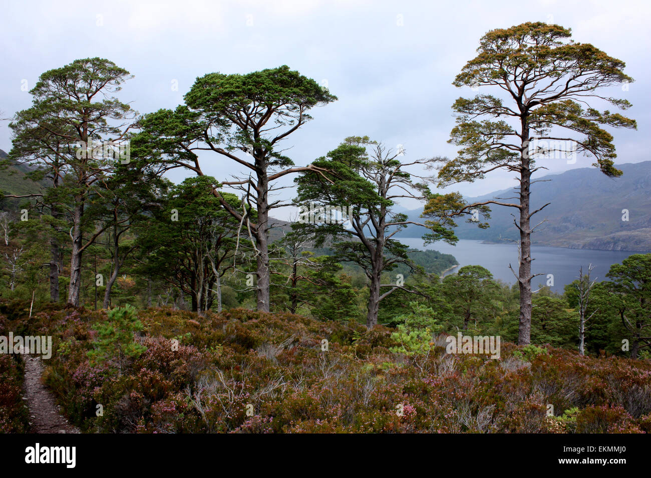 Una delle passeggiate nella natura al Beinn Eighe riserva naturale che si affaccia su Loch Maree Foto Stock