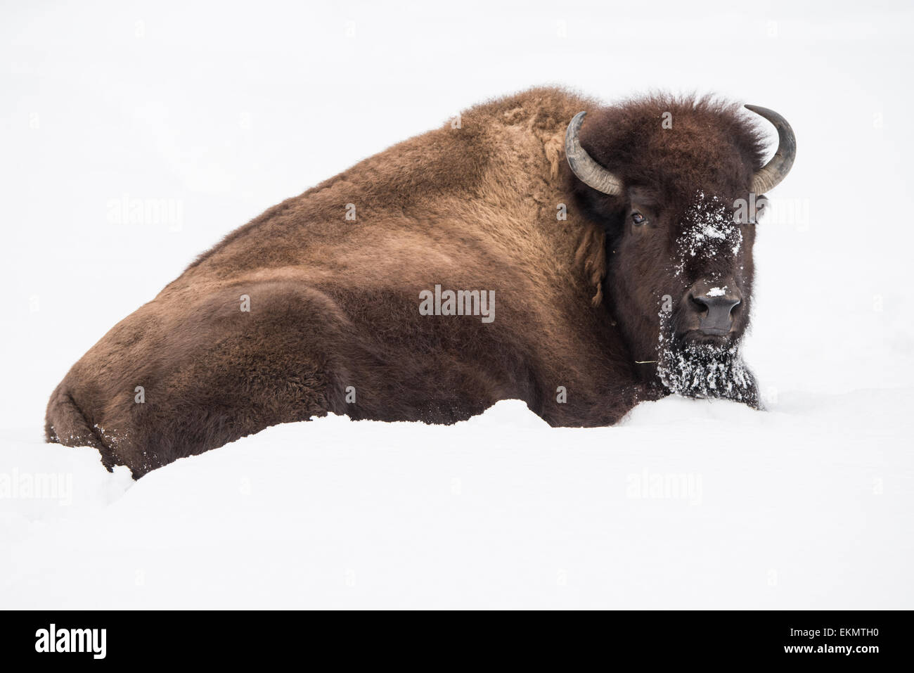 Ritratto frontale di un bisonte Americano nella neve Foto Stock