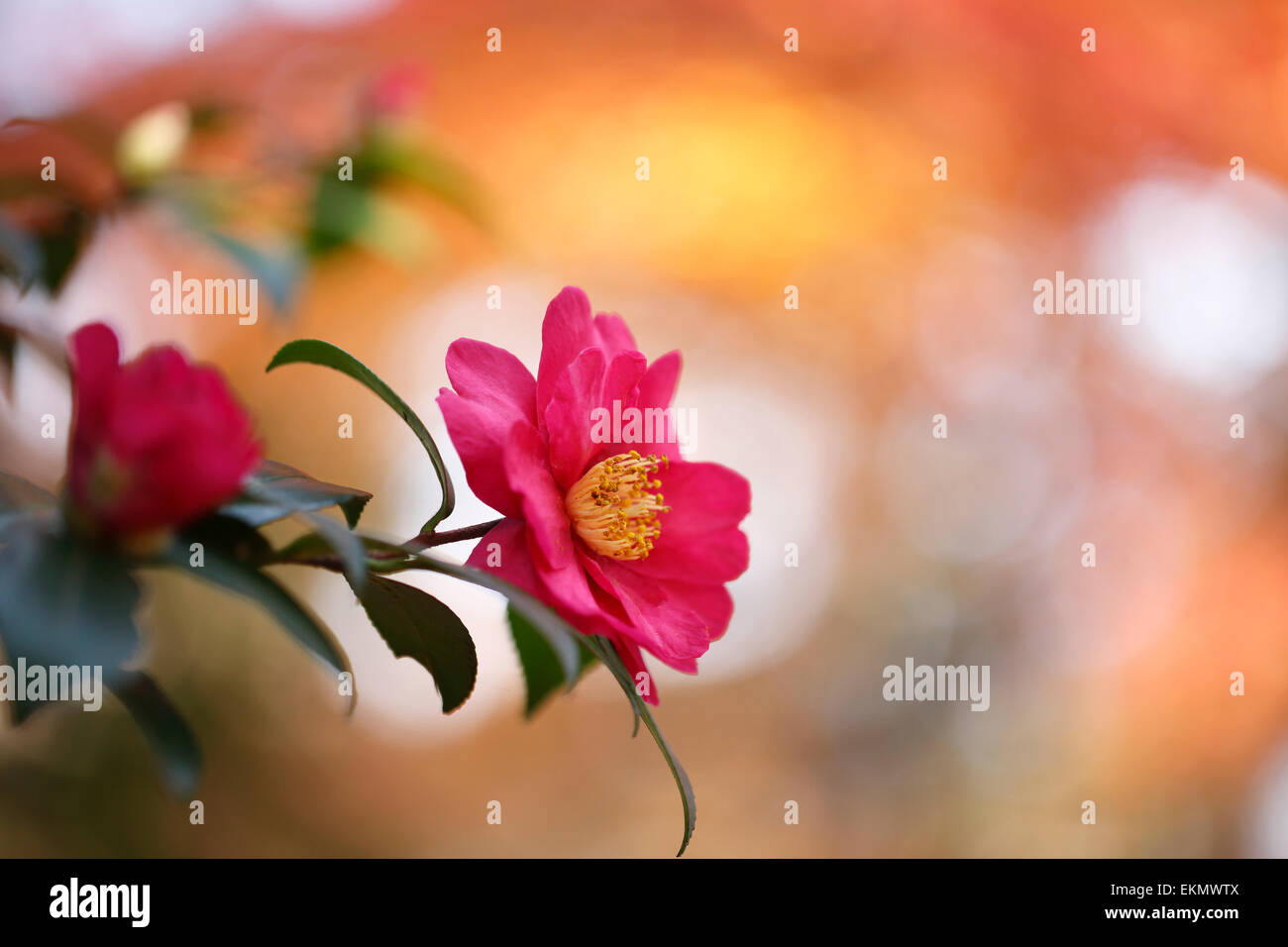 Il Natale di Camellia Foto Stock