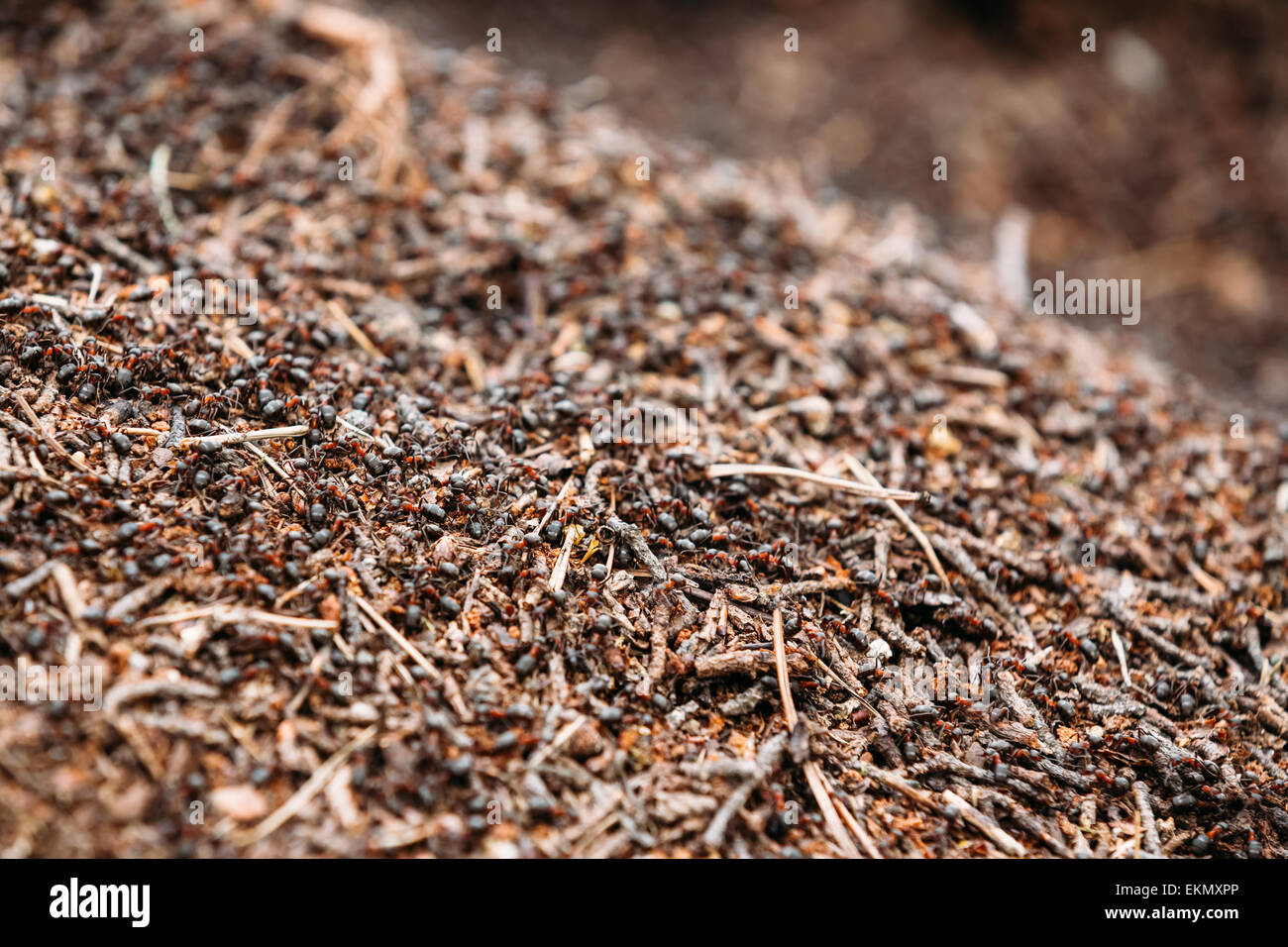 Foresta Rossa (formiche formica rufa) nel formicaio foto macro, grande formicaio vicino, formiche in movimento in formicaio. Sfondo di Rosso Colon Ant Foto Stock