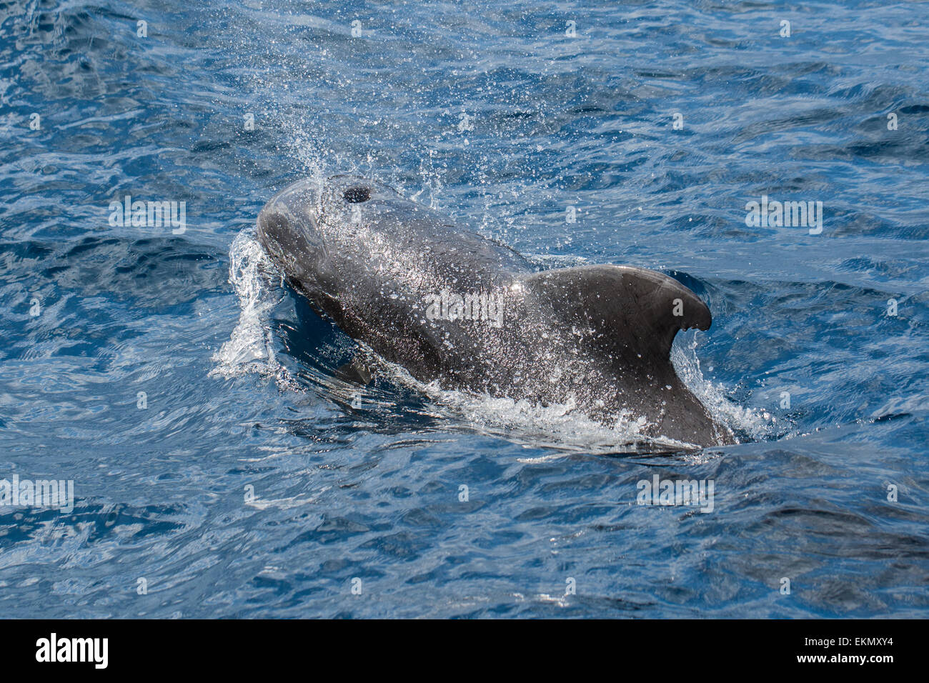 A breve alettato Balene Pilota (Globicephala macrorhynchus), Tenerife, Isole Canarie Foto Stock
