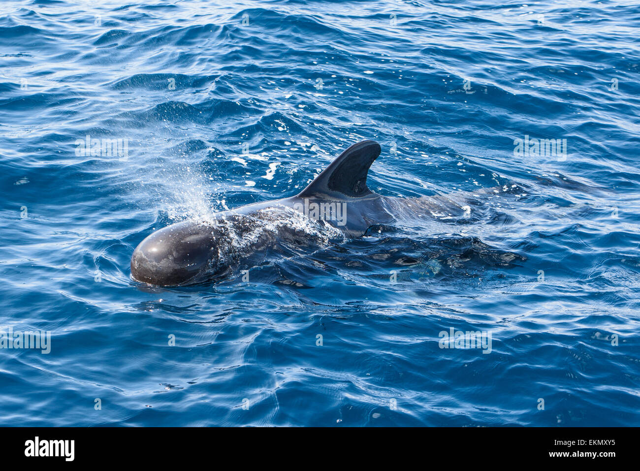 A breve alettato di Balene Pilota (Globicephala macrorhynchus), Tenerife, Isole Canarie Foto Stock