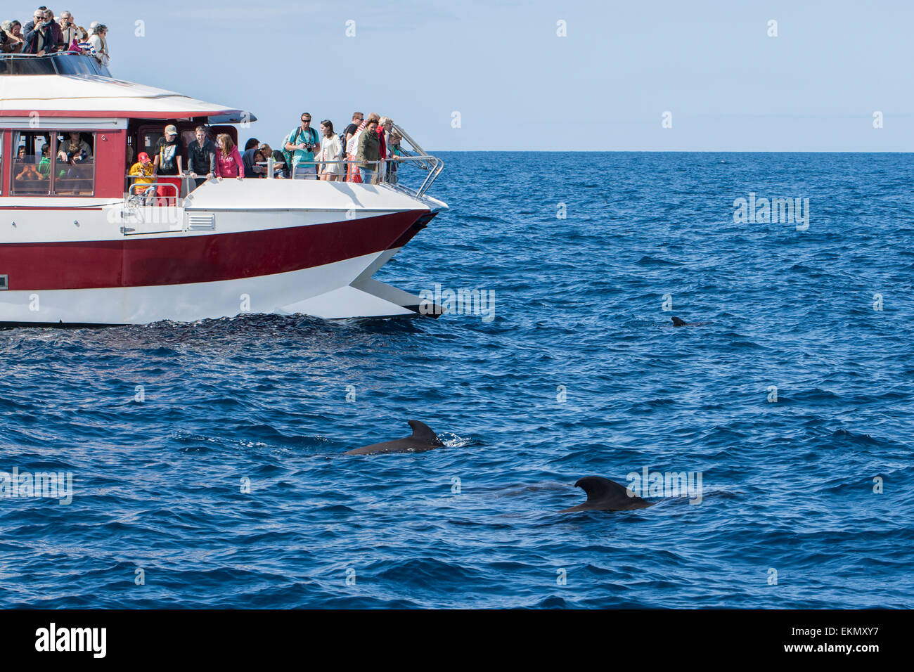 I turisti in barca per fare whale watching guardando a breve alettato Balene Pilota (Globicephala macrorhynchus), Tenerife, Isole Canarie Foto Stock