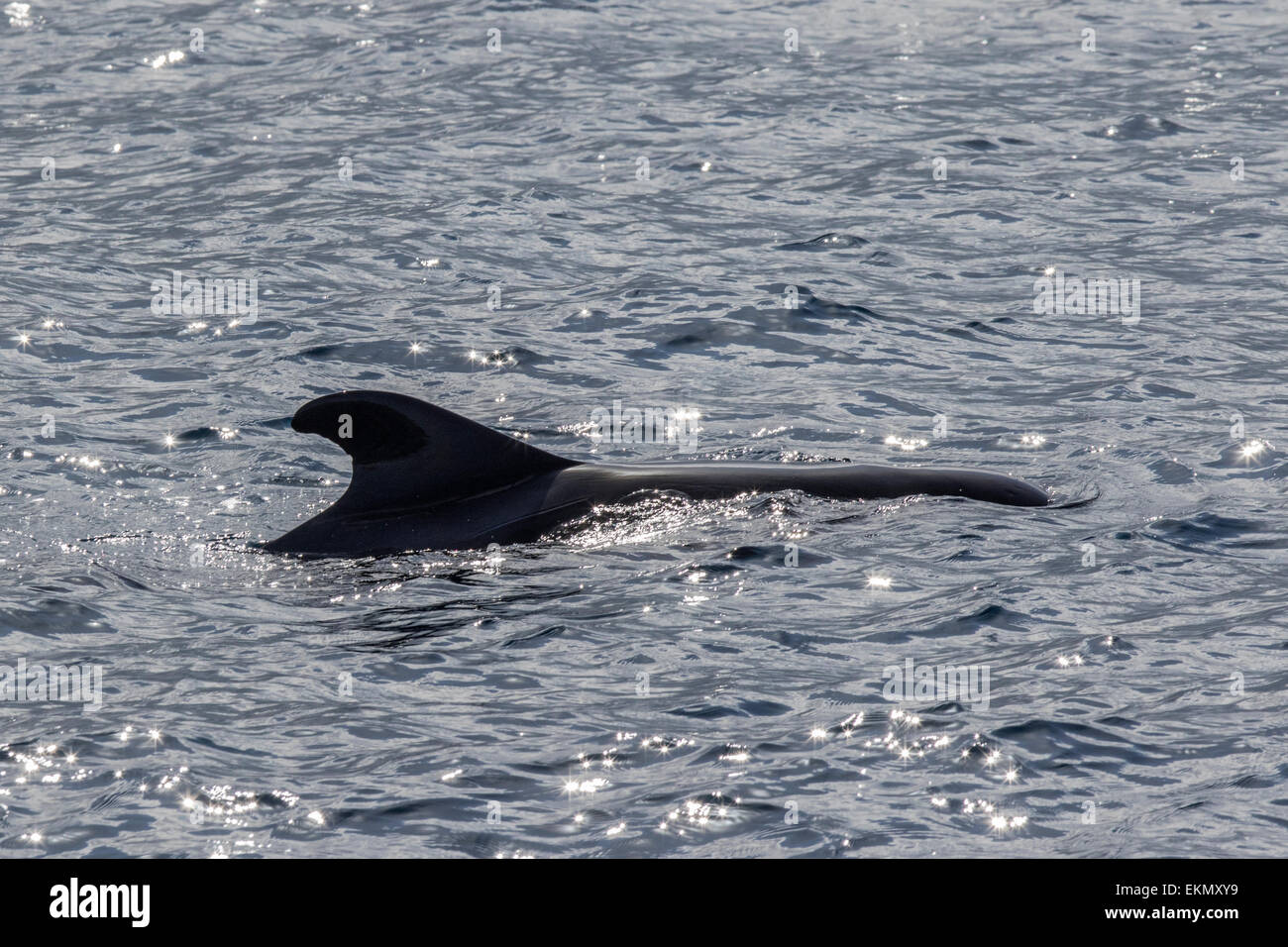 A breve alettato di Balene Pilota (Globicephala macrorhynchus), Tenerife, Isole Canarie Foto Stock
