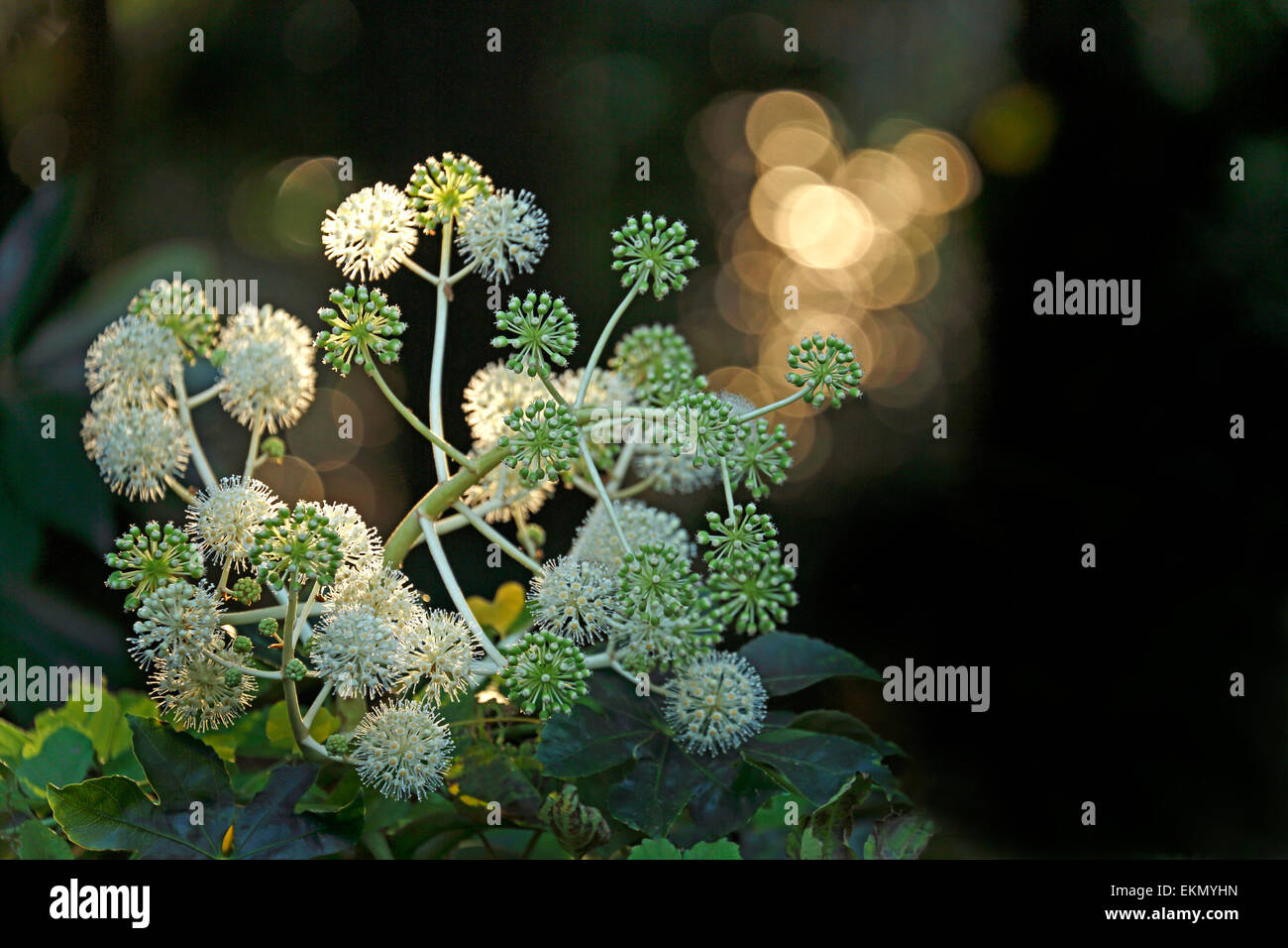 Aralia giapponese Foto Stock