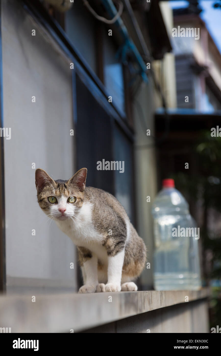 Gatto randagio Foto Stock