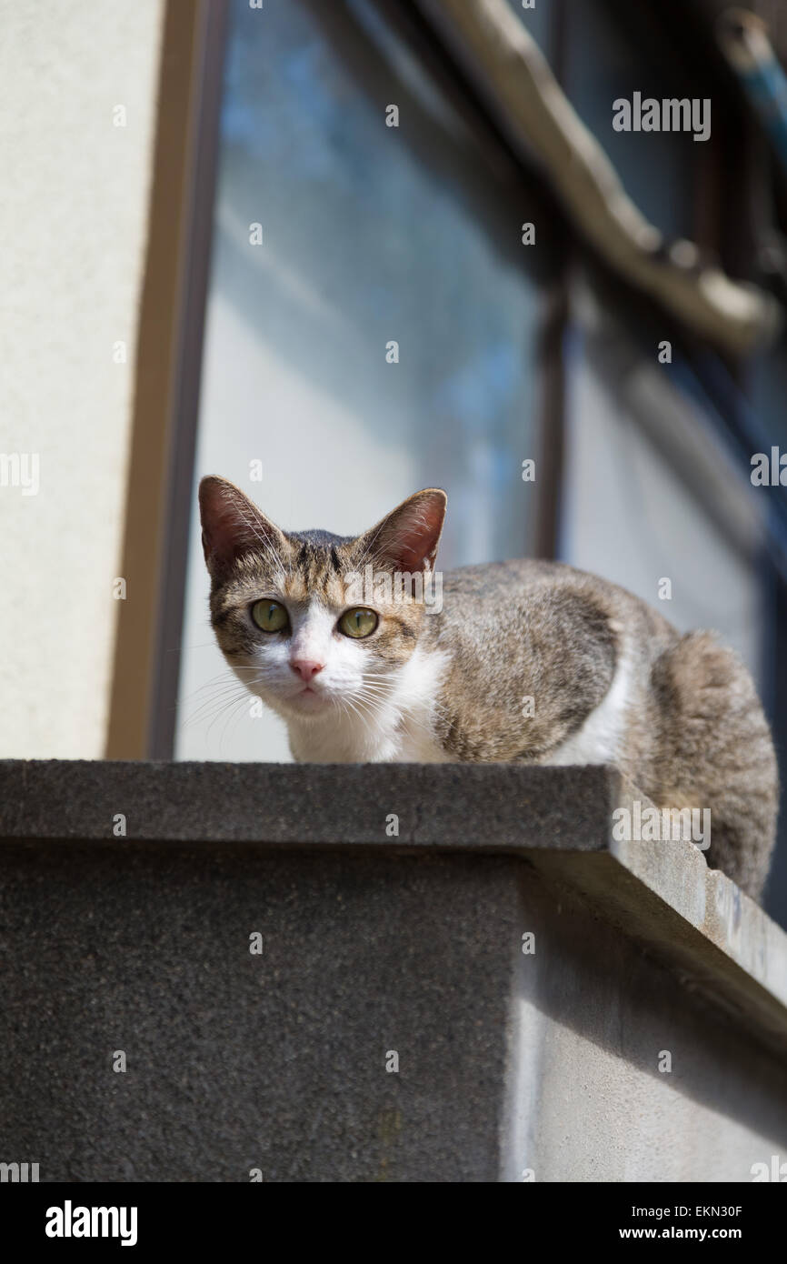 Gatto randagio Foto Stock