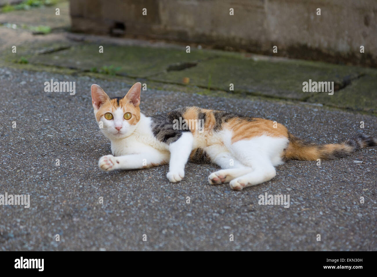 Gatto randagio Foto Stock