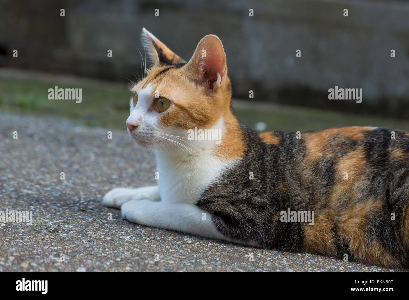 Gatto randagio Foto Stock