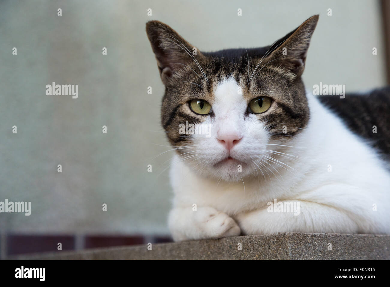 Gatto randagio Foto Stock