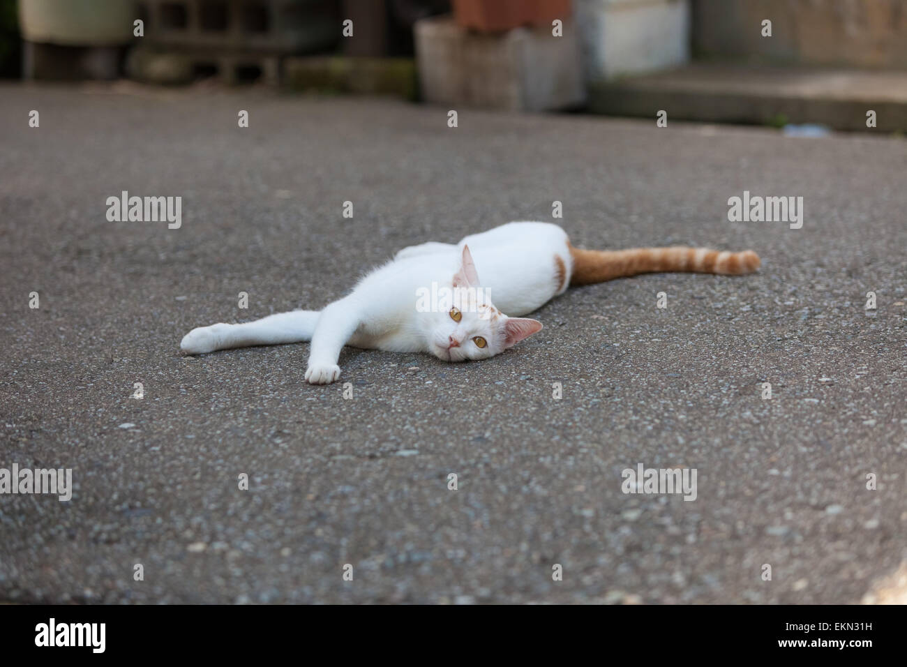 Gatto randagio Foto Stock