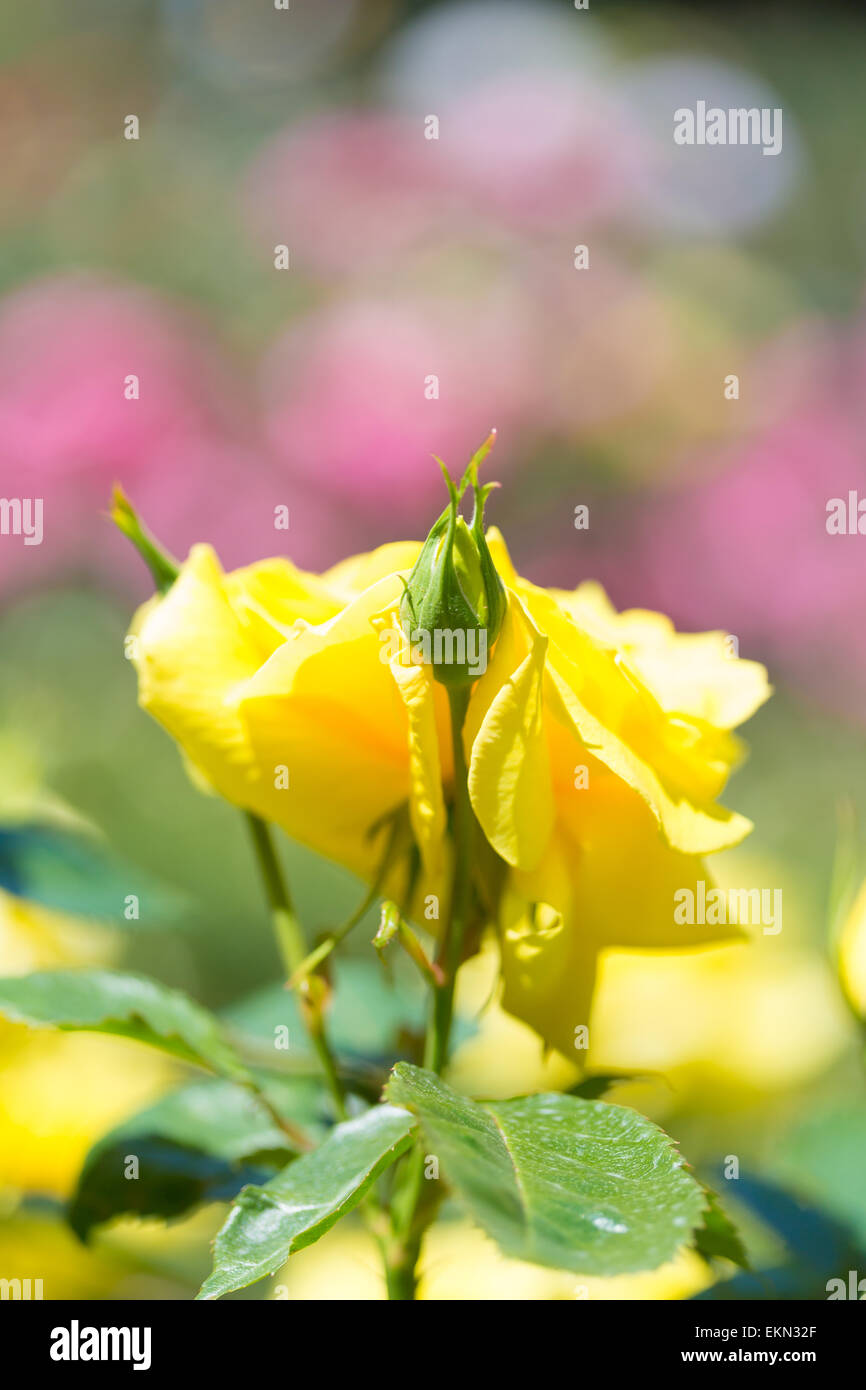 Fiori di Rose Foto Stock