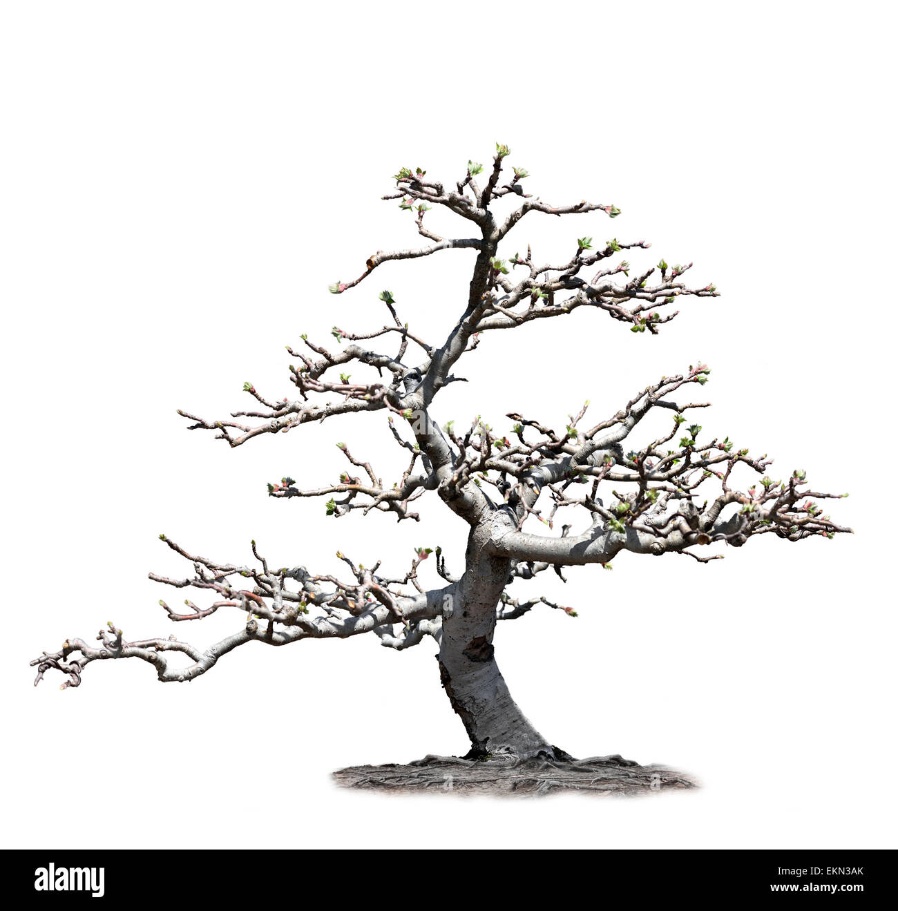 Albero di mele Foto Stock