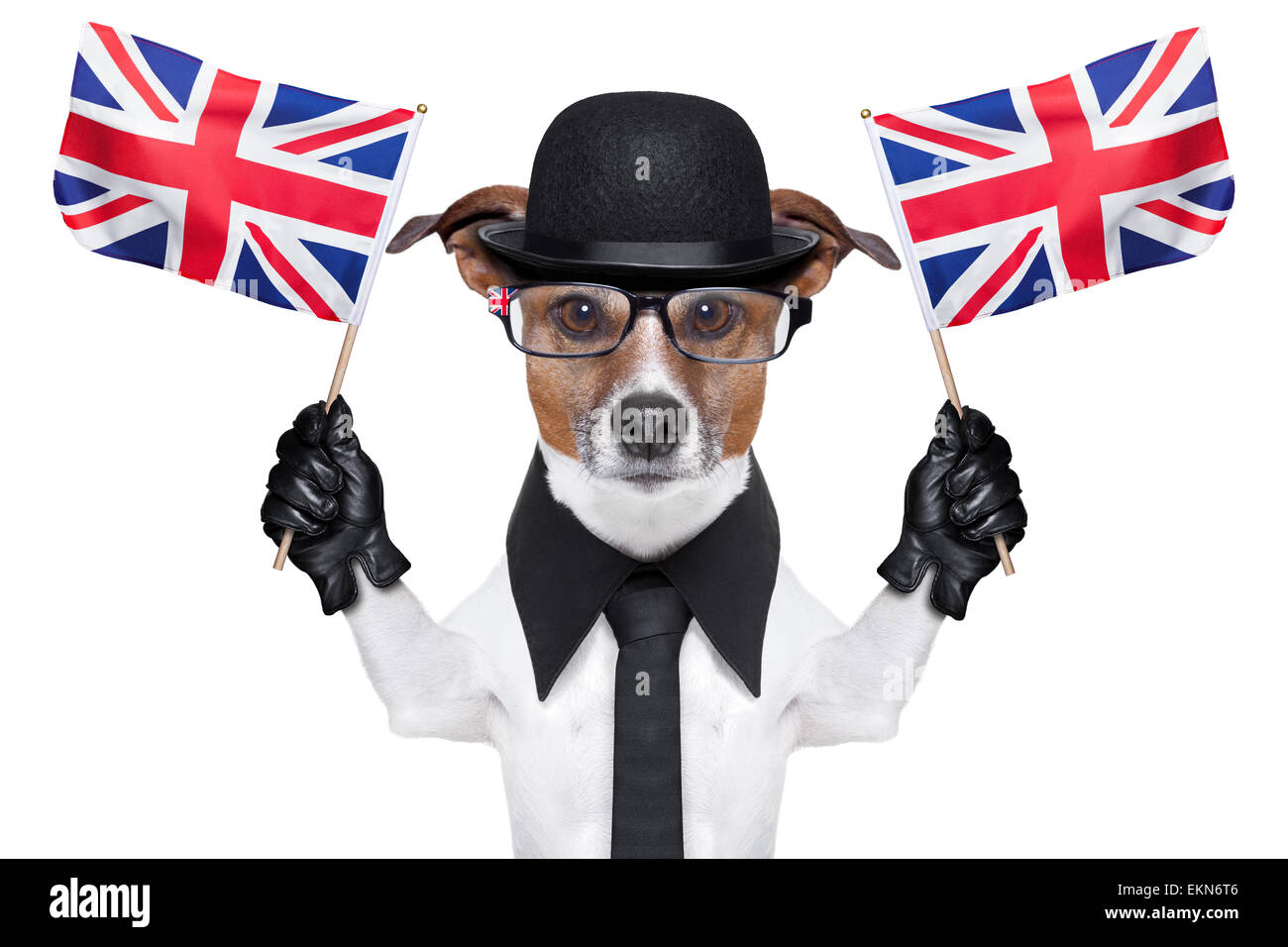 cane britannico Foto Stock