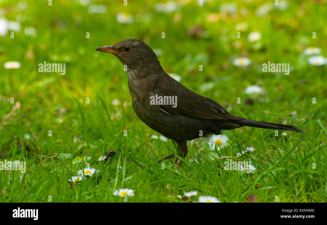 Bird(FEMMINA) Blackbird passeggiate attraverso un prato di fiori con margherite.(Bellis)raccoglie cibo.insetti.europa.Ucraina.Lviv. Foto Stock