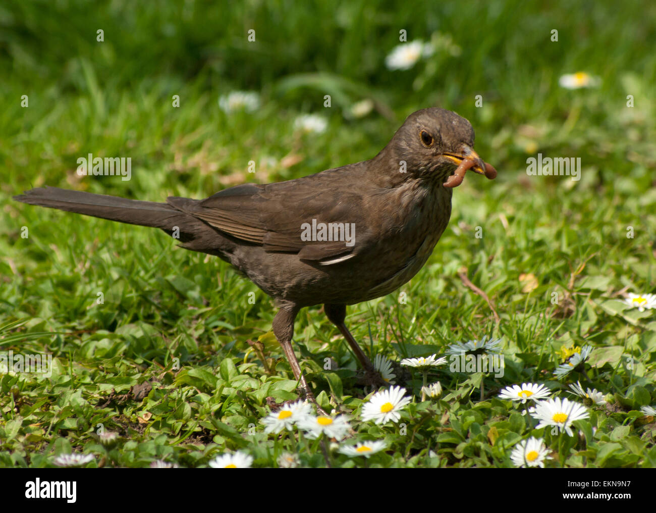 Bird(FEMMINA) Blackbird passeggiate attraverso un prato di fiori con margherite.(Bellis)raccoglie cibo.insetti.europa.Ucraina.Lviv. Foto Stock