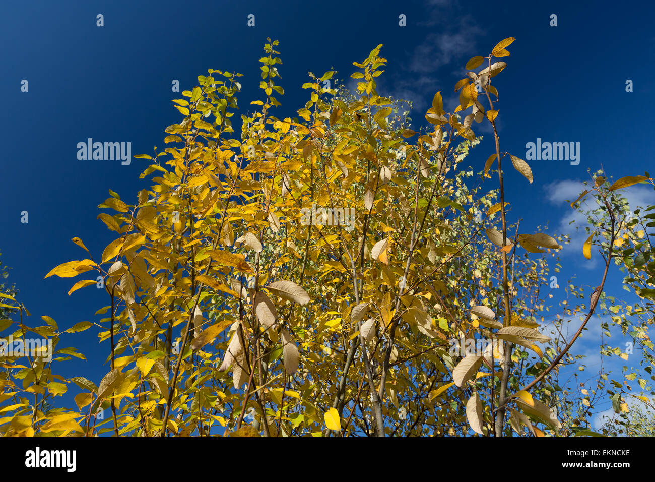 Foresta di autunno Foto Stock