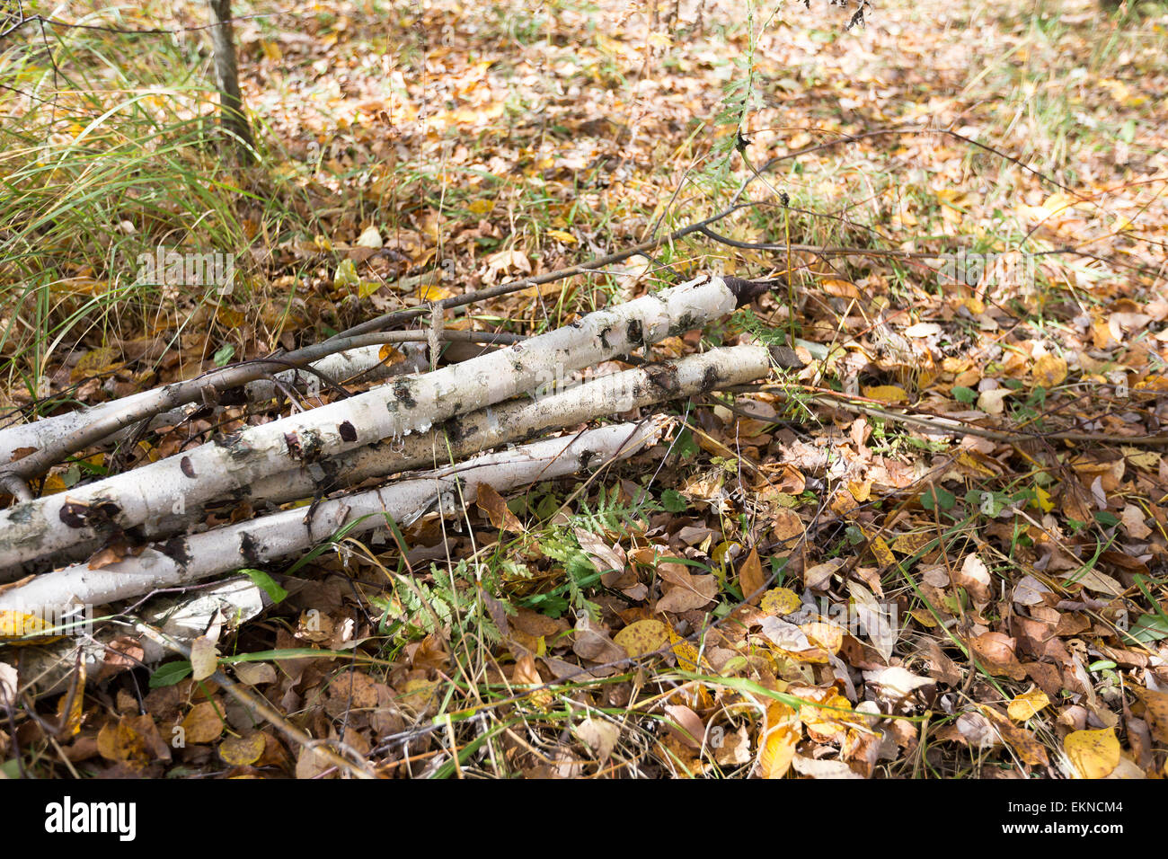 Foresta di autunno Foto Stock