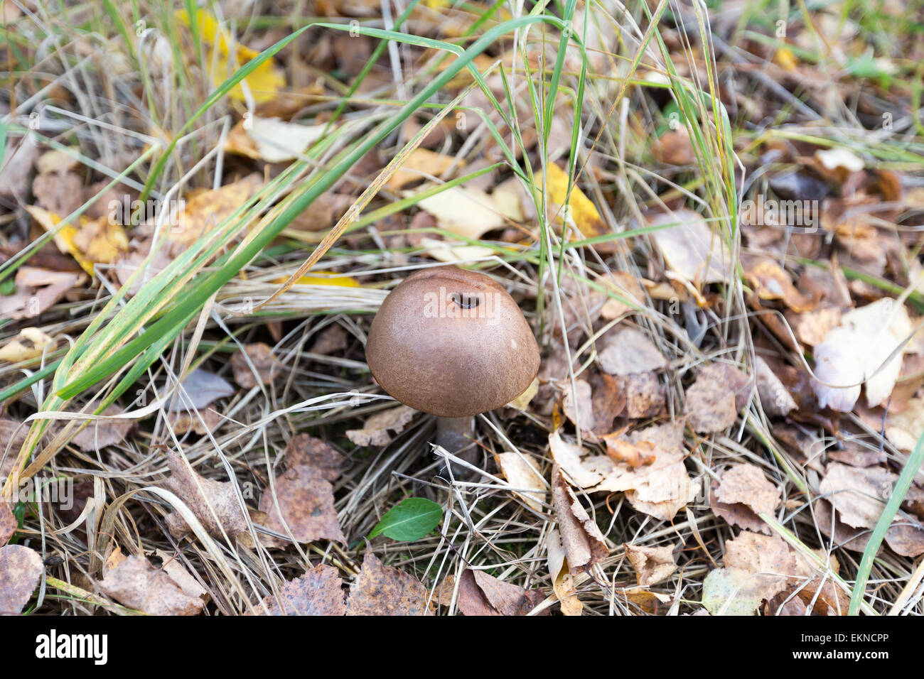 Fungo tra erba e foglie Foto Stock