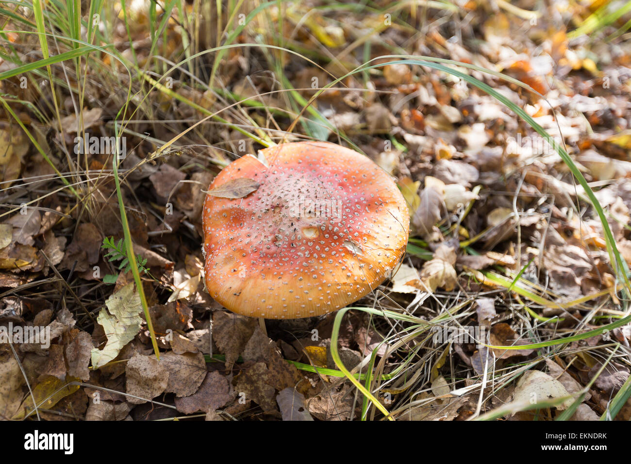 Fungo tra erba e foglie Foto Stock