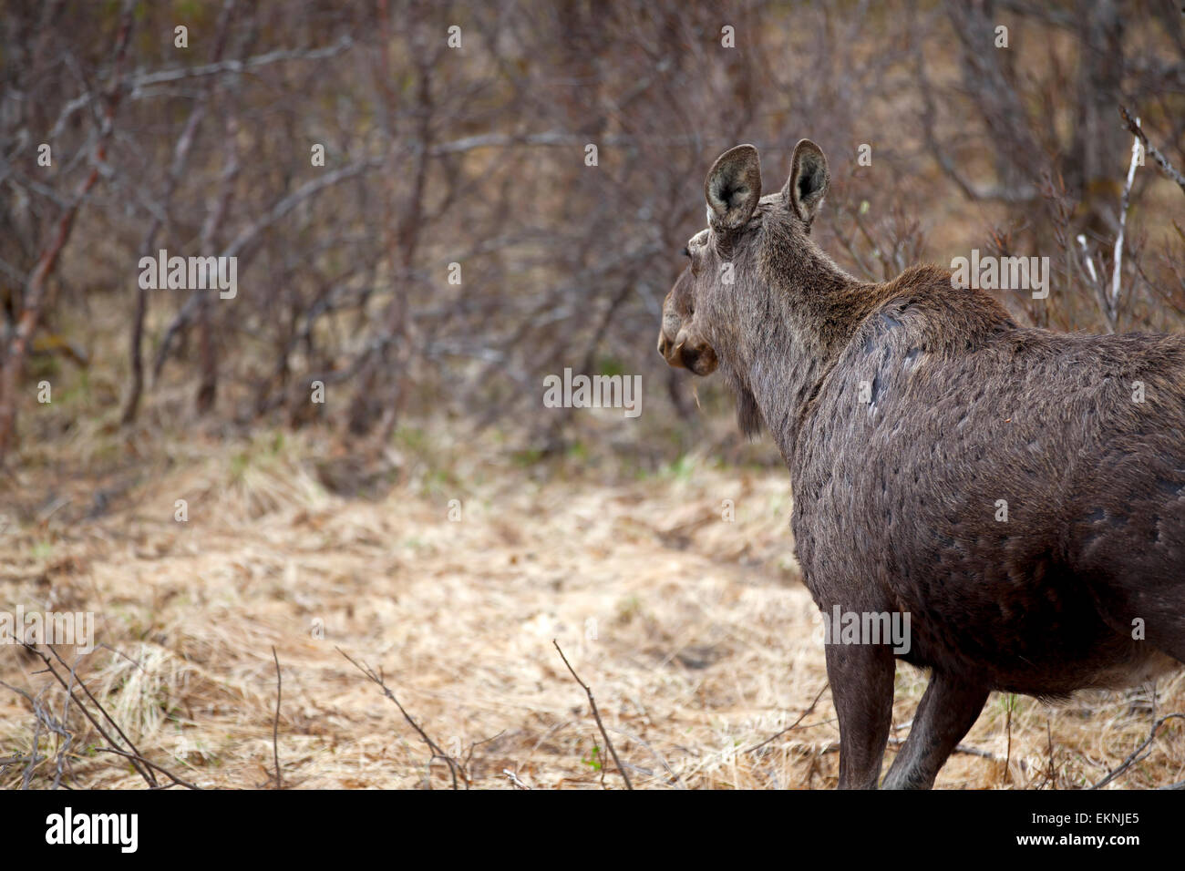 Moose selvaggia Foto Stock