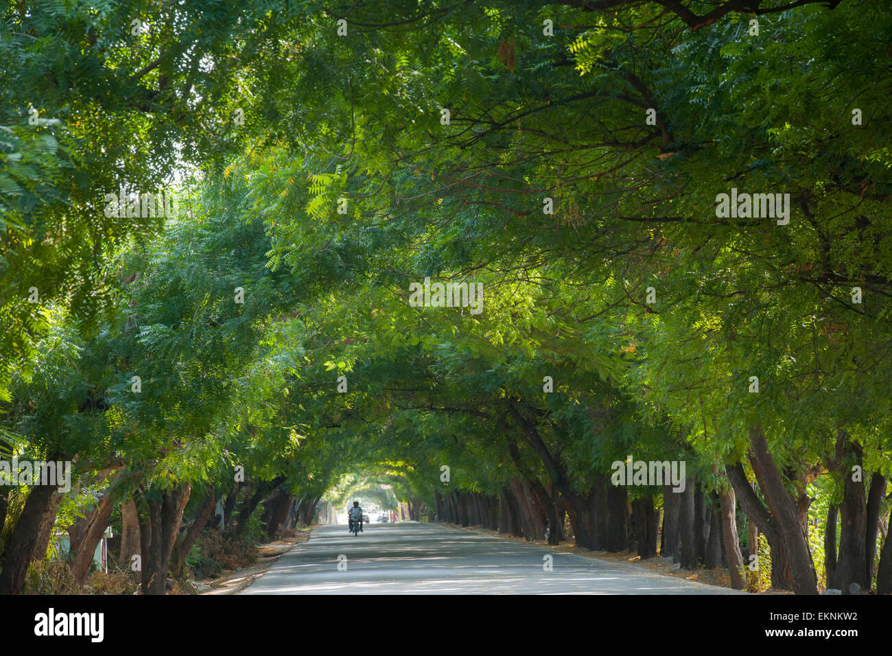 Dominikanische Republik, Südwesten, Halbinsel Baoruco, Allee an der Strasse zum Nordufer des lago Enriquillo bei der Ortschaft J Foto Stock