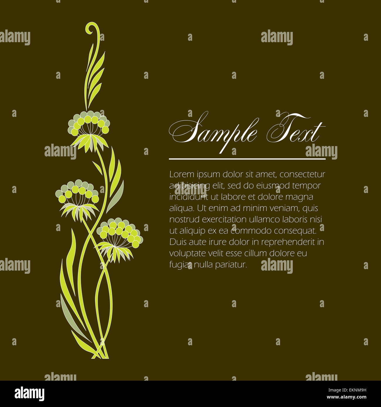 Alcuni rametti di aneto decorative Foto Stock