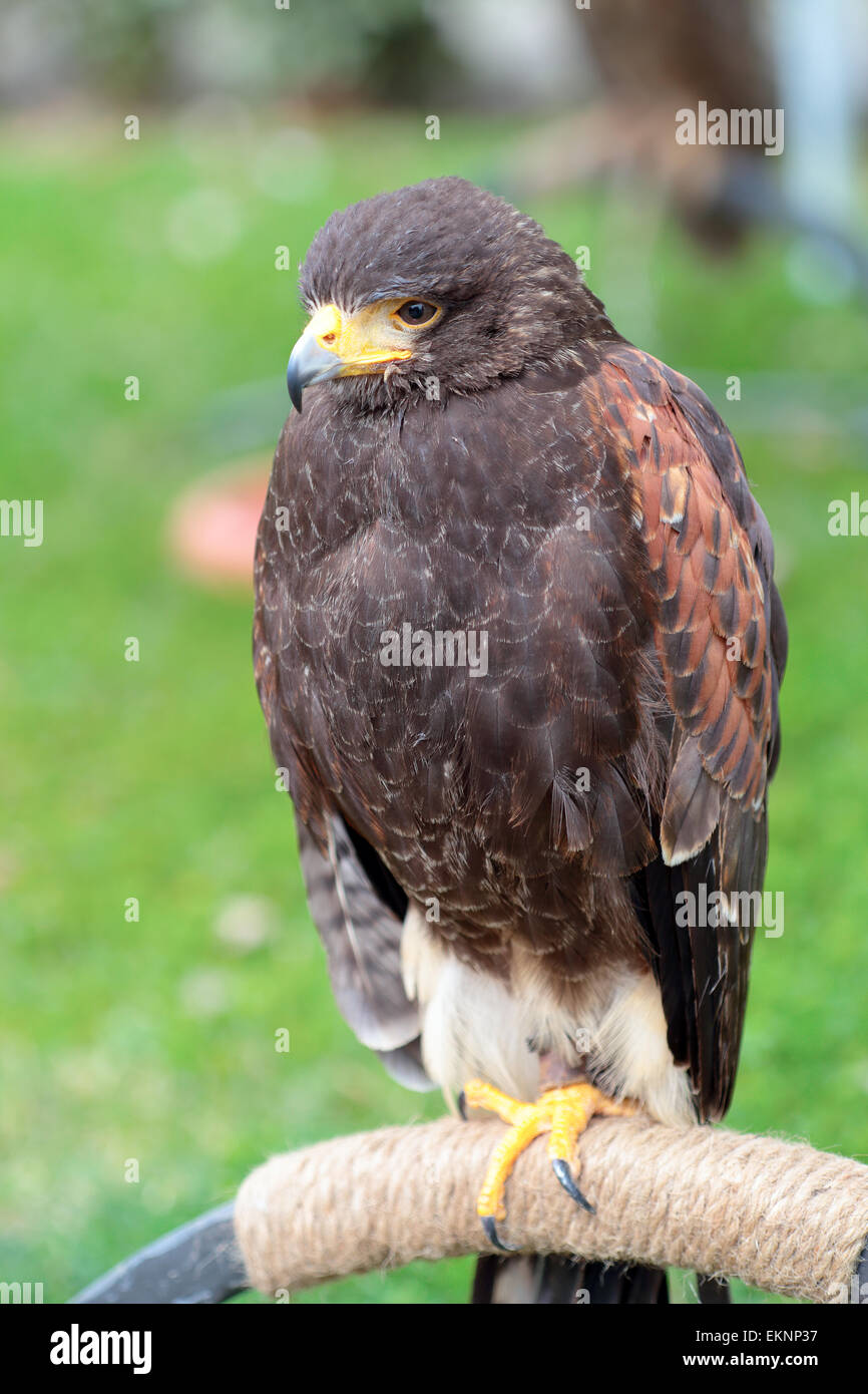 Harris' Hawk, Parabuteo unicinctus, appollaiato su un posatoio artificiale Foto Stock
