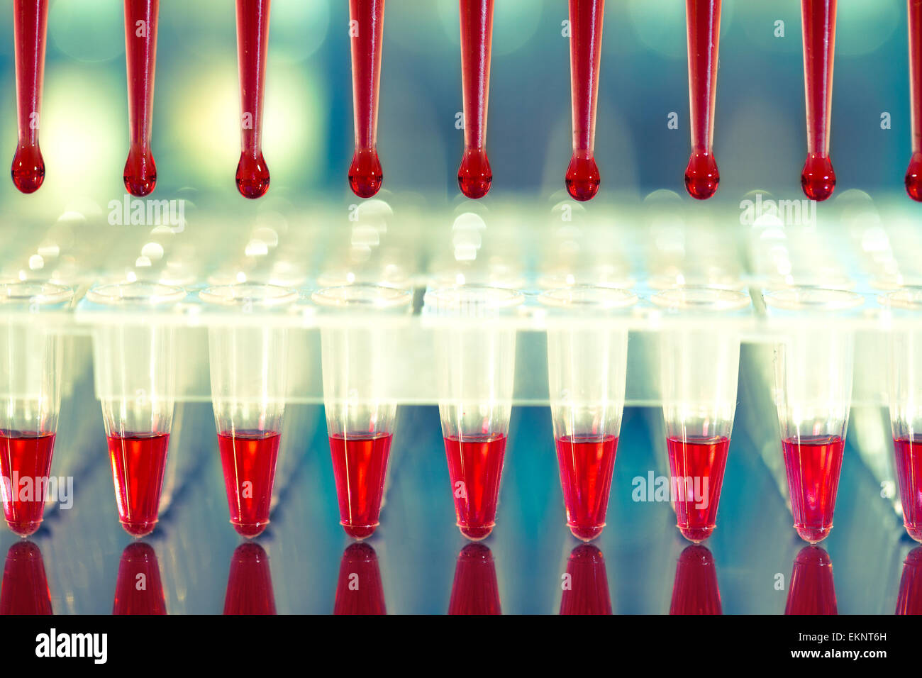 Strumenti per l'amplificazione mediante PCR del DNA: piastra a 96 pozzetti e automatico Foto Stock