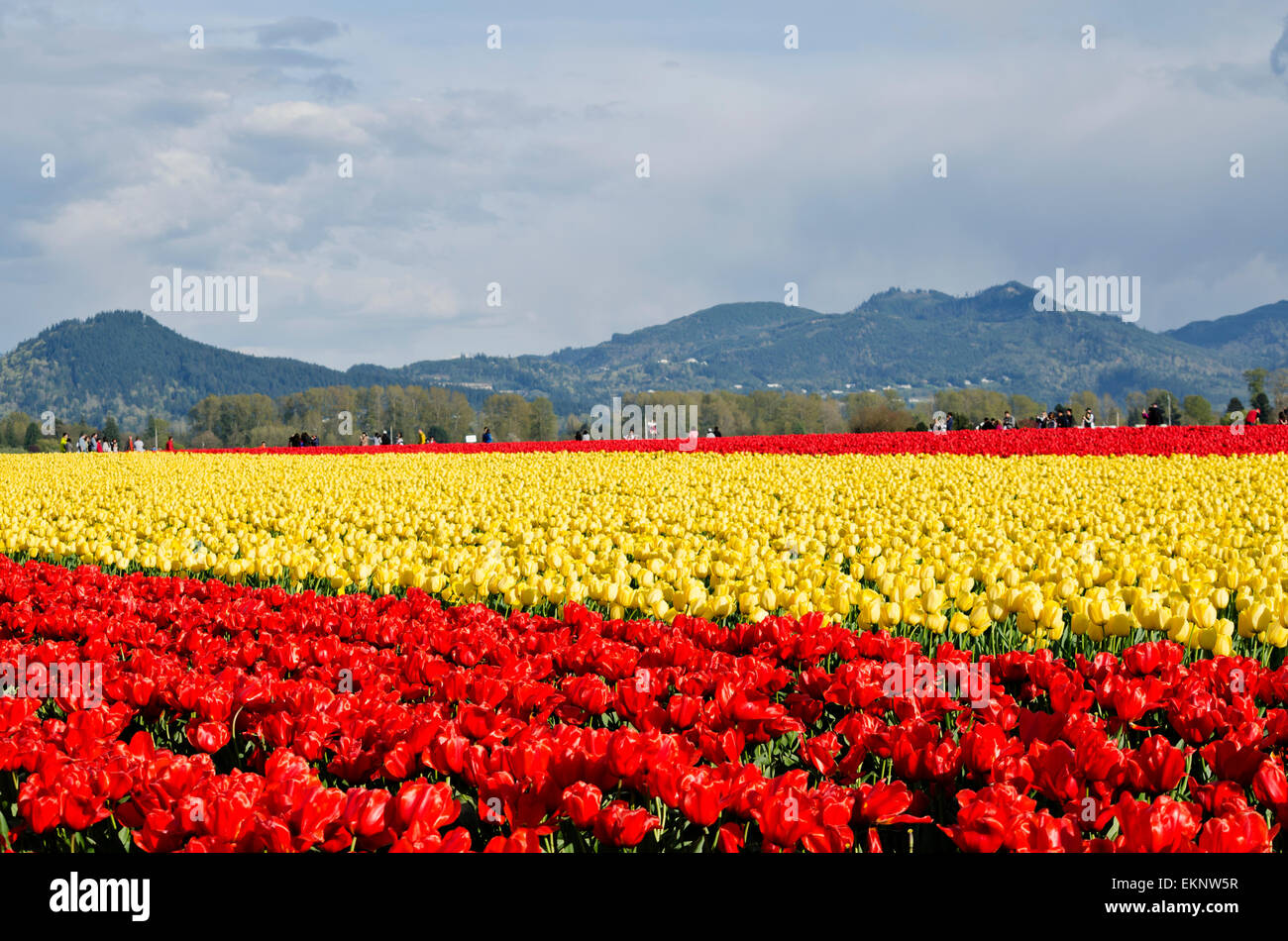Bellissimi tulipani rossi e gialli. Tulip Field o campi vicino la Connner, Washington, nella Skagit Valley. In primavera. Foto Stock
