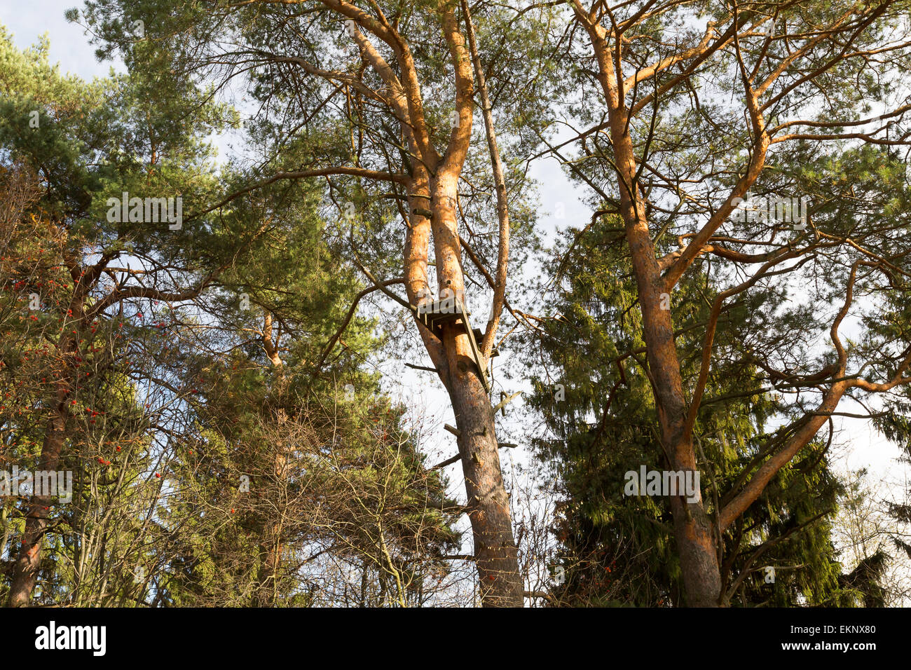 Foresta di autunno Foto Stock