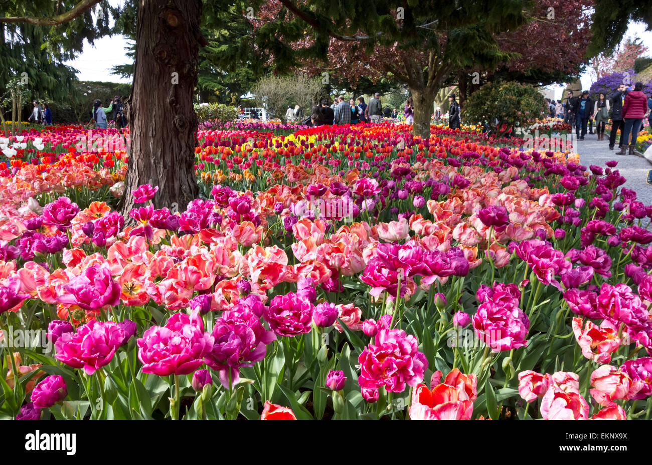 I visitatori di tulipani di visualizzazione a display Roozengaarde giardini in Mount Vernon, Washington, durante la Skagit Valley tulip festival. Foto Stock