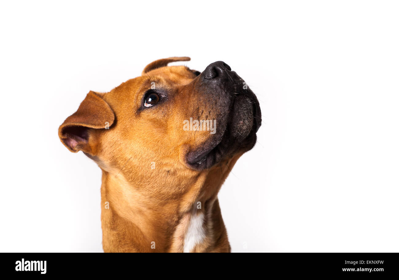 Colpo di Testa di marrone staffordshire terrier su sfondo bianco Foto Stock