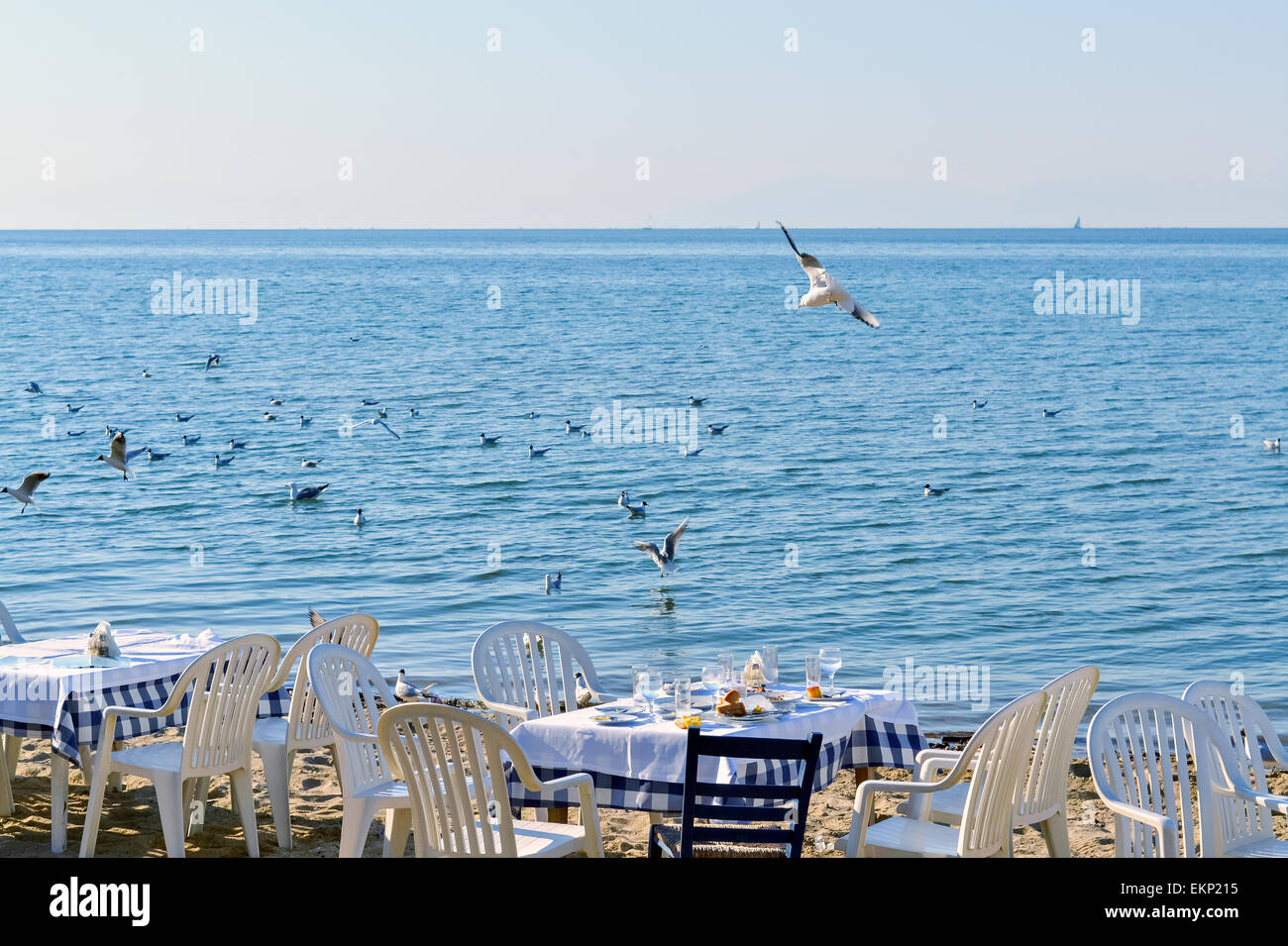 Scena esotica dopo la cena sulla spiaggia e un gregge di battenti gabbiani Foto Stock