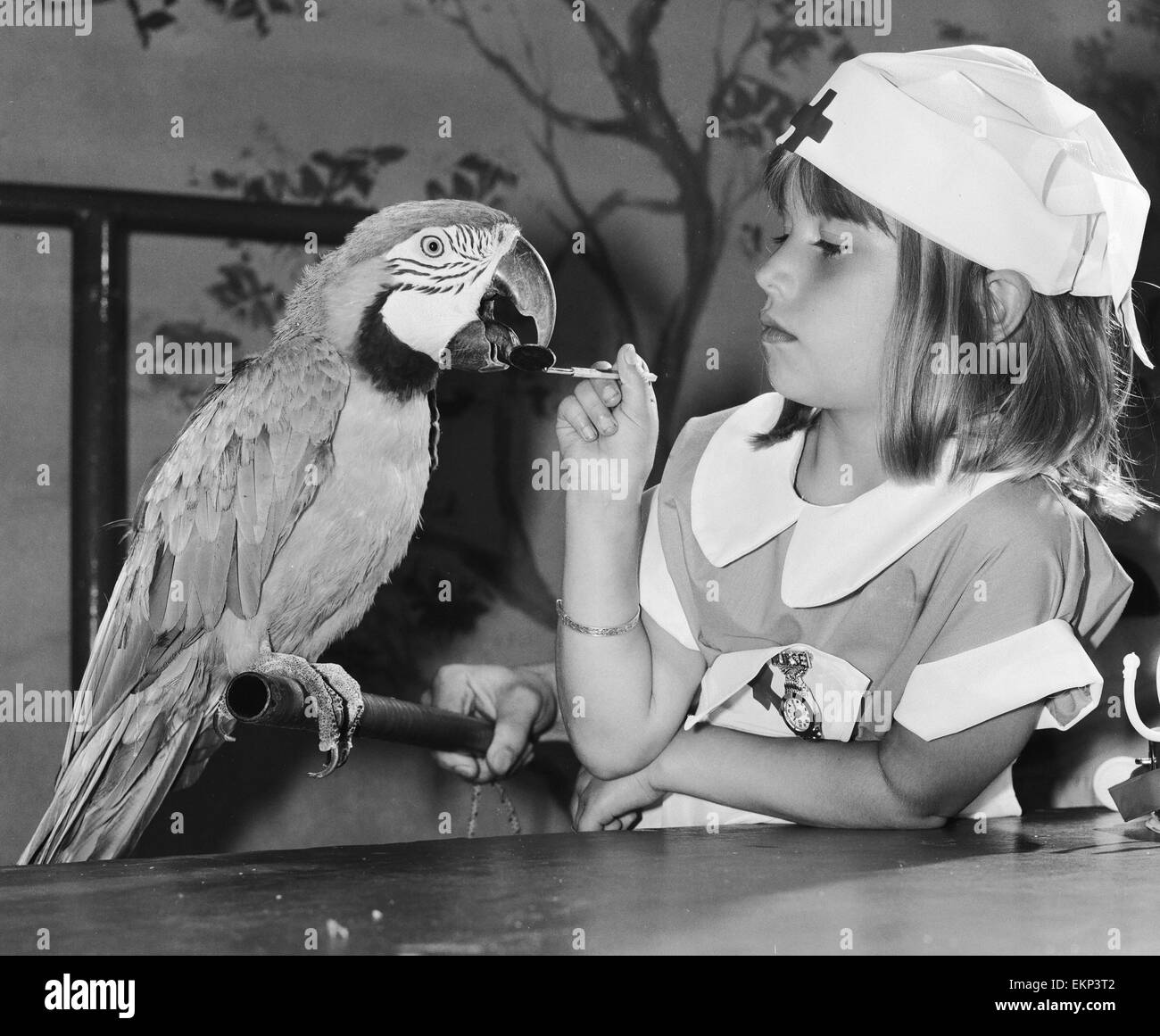 Due della esecuzione di pappagalli al Windsor Safari Park sono stati un po' male. Così Melanie Jane Marshall i cui genitori lavorano al parco, mettere sul suo infermieri uniforme e sono andato a vedere il loro. Ha prescritto il gelato. La nostra immagine mostra:Mack il pappagallo ottenere Foto Stock
