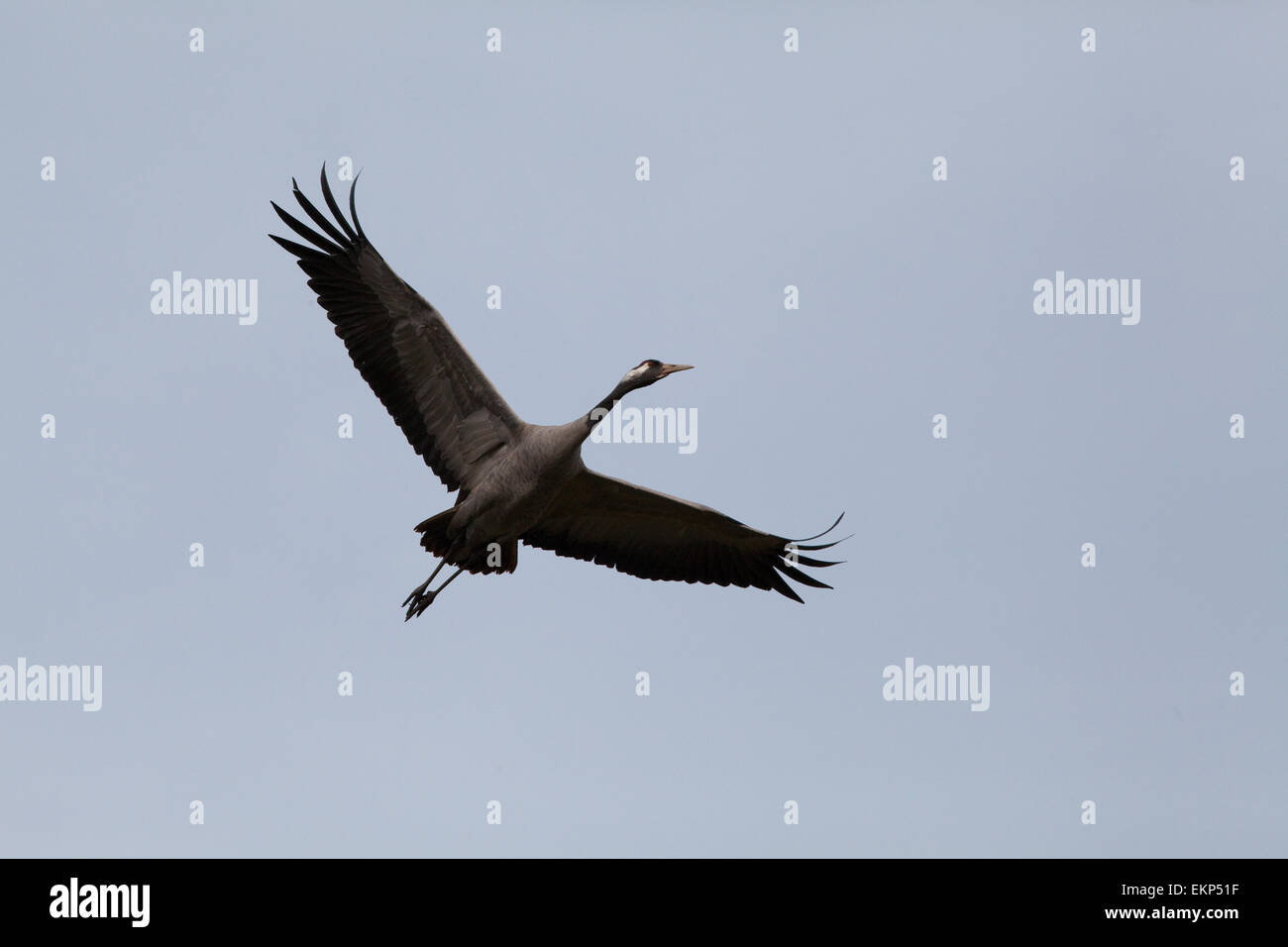 Eurasian o gru comune (grus grus). Un volo prolungato, la corsa verso il basso. Norfolk. East Anglia. Regno Unito. Foto Stock