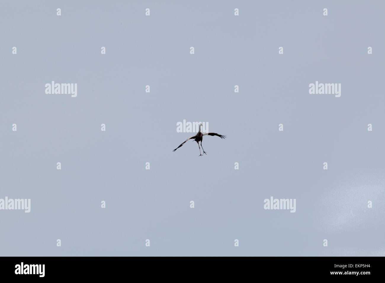 Eurasian o gru comune (grus grus). Ripida discesa; attorno alla terra. Foto Stock