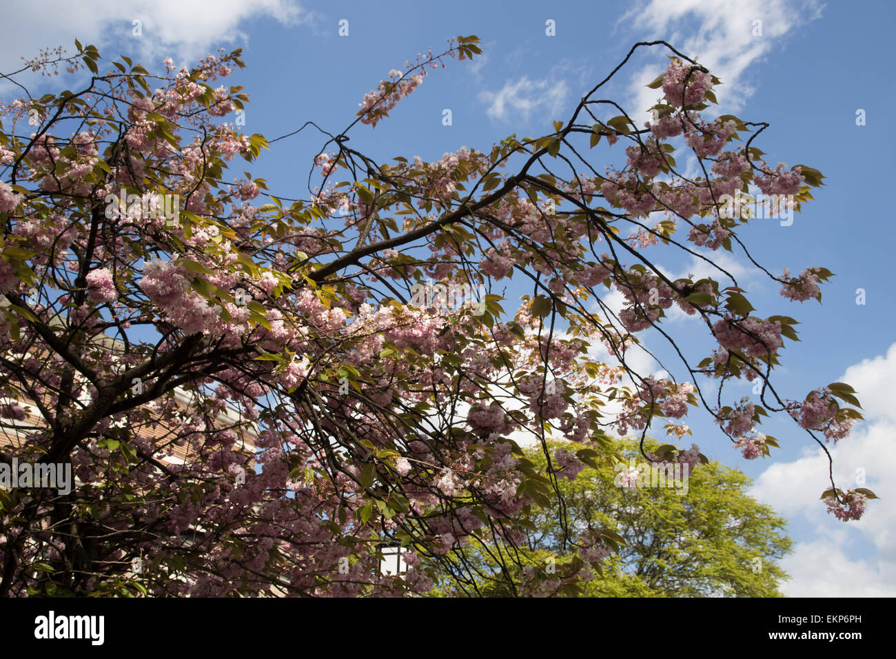 Primavera sbocciano i fiori su un albero contro il cielo blu. Foto Stock