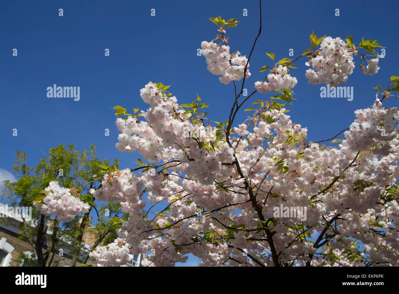 Primavera sbocciano i fiori su un albero a Londra, Inghilterra. Fiori di colore rosa. Tempo di primavera arriva. Pasqua. Foto Stock