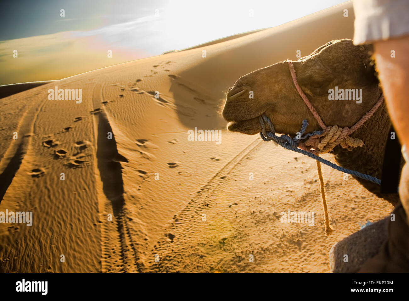 Il turista in un viaggio nel deserto vicino a Merzouga in Erg Chebbi in Marocco. Foto Stock